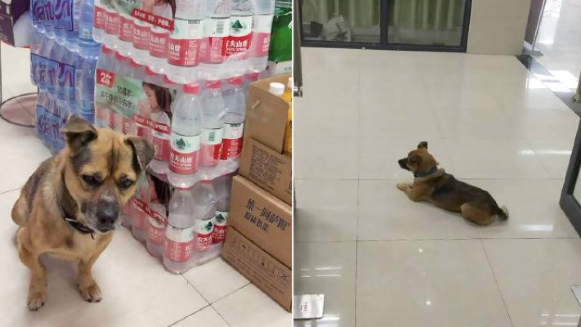 الكلب الوفي لم يعلم أن صاحبه مات