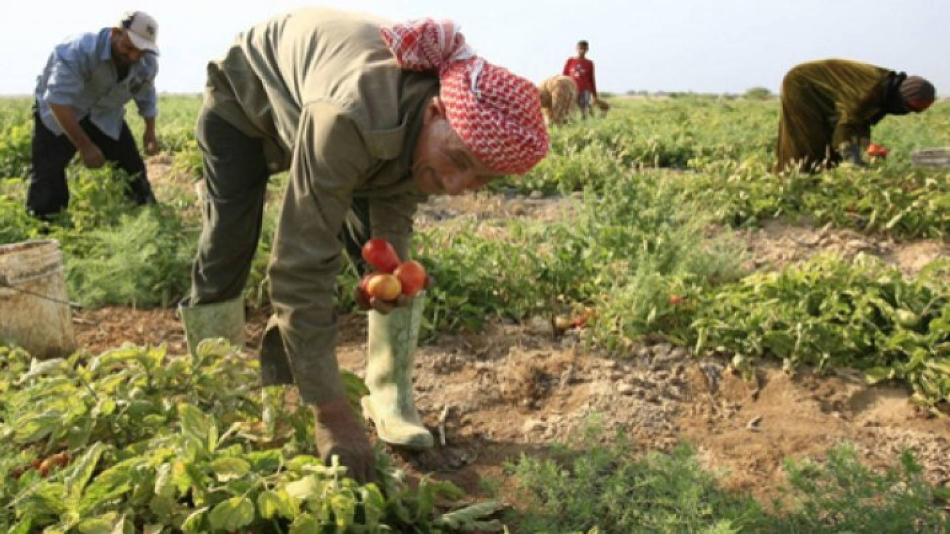 دراسات دولية: الأردن يستطيع زيادة الصادرات الزراعية من 240 مليون دينار إلى مليار دينار خلال 3 سنوات
