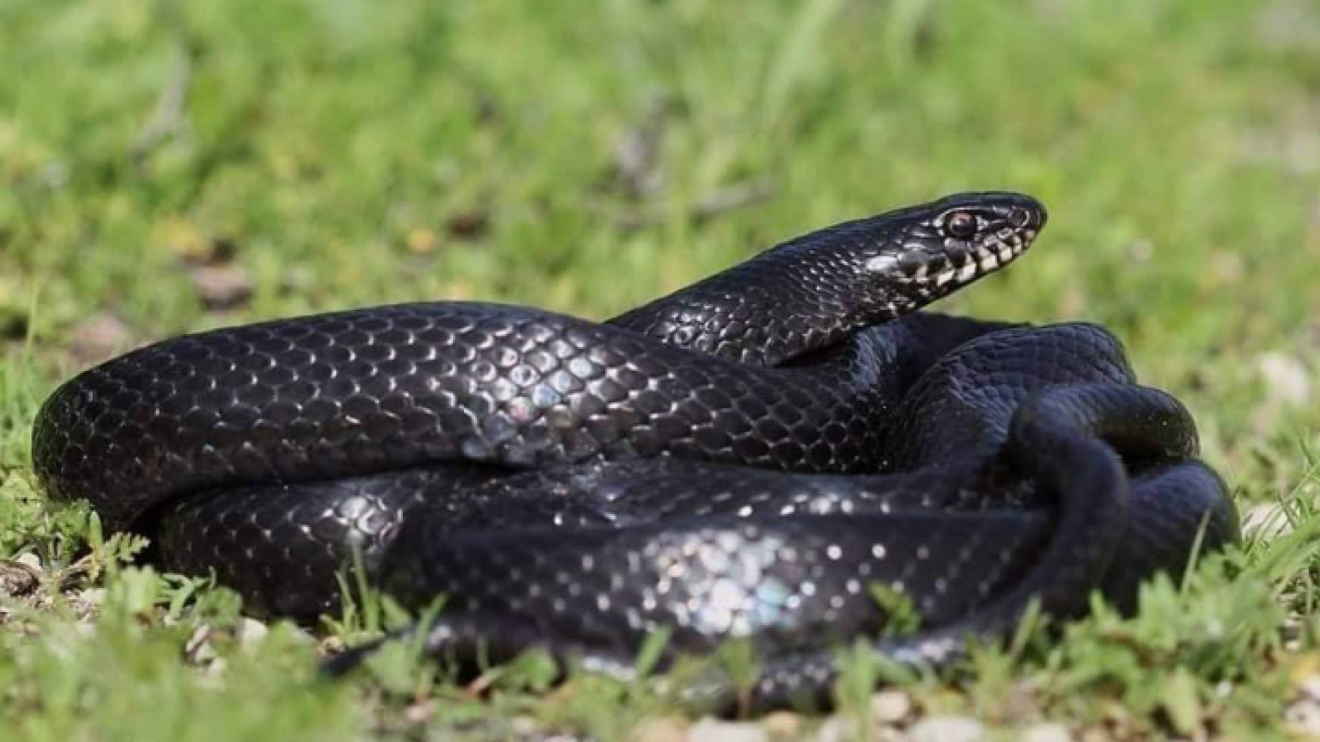 الحنش الاسود