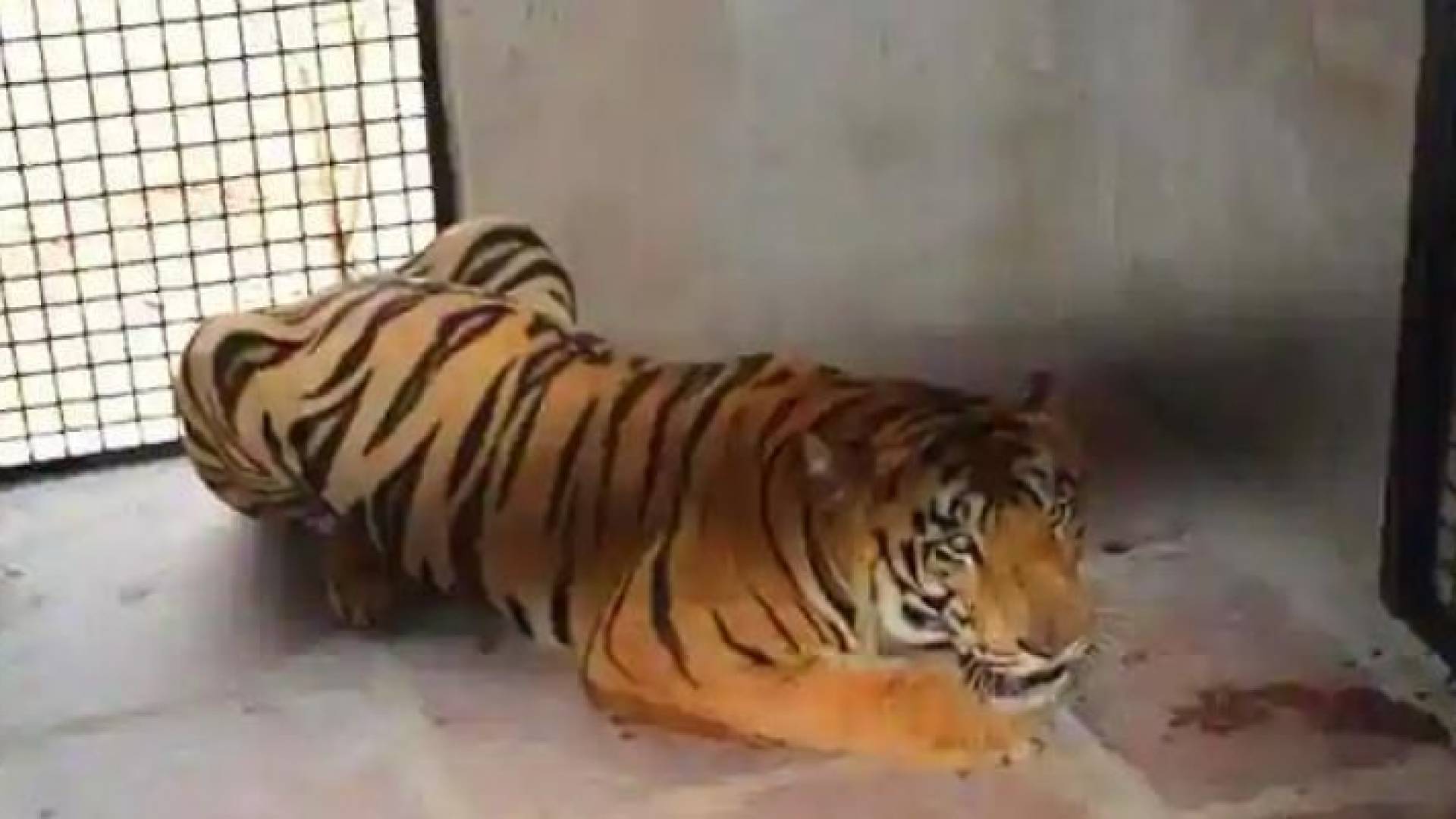 تضم الهند حوالى 70% من نمور العالم