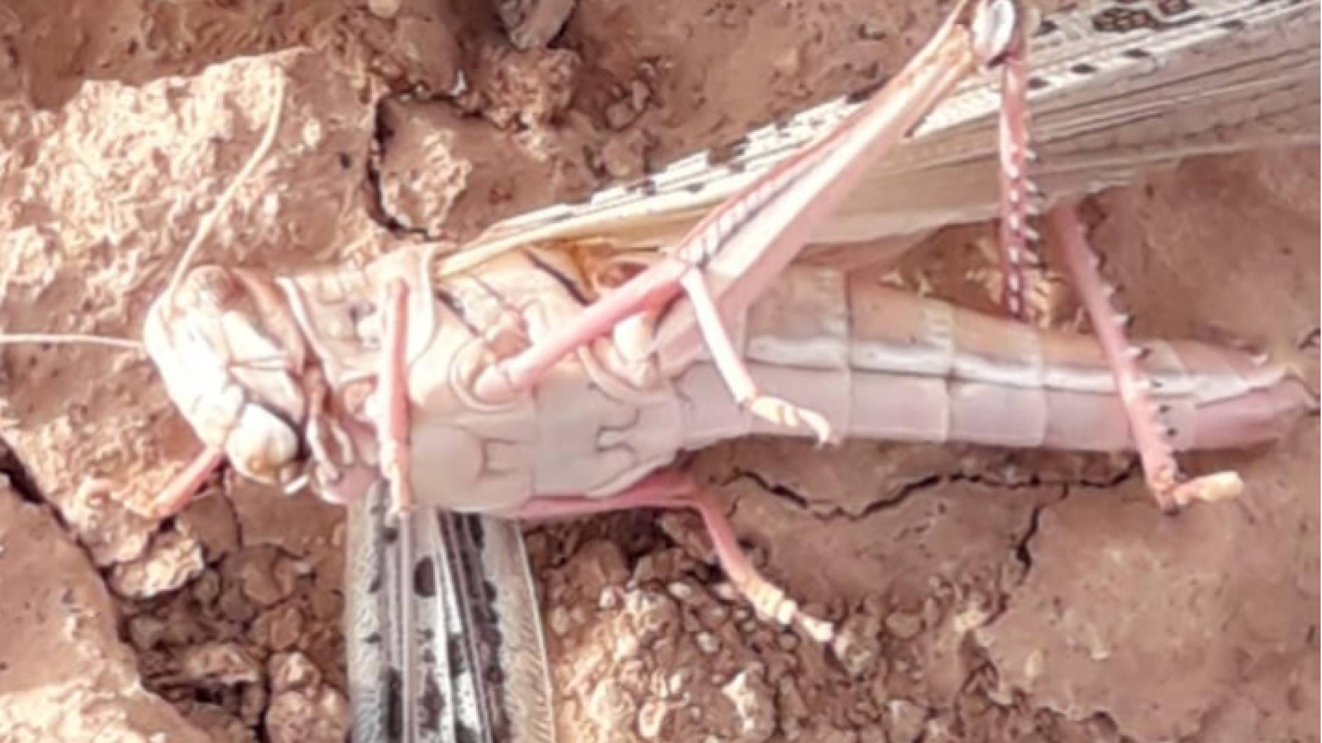 وصول كميات محدوده من الجراد الى الأردن