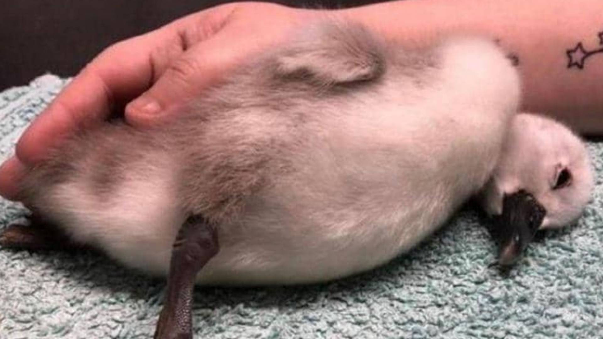 البجعة الصغيرة في حالة صحية سيئة