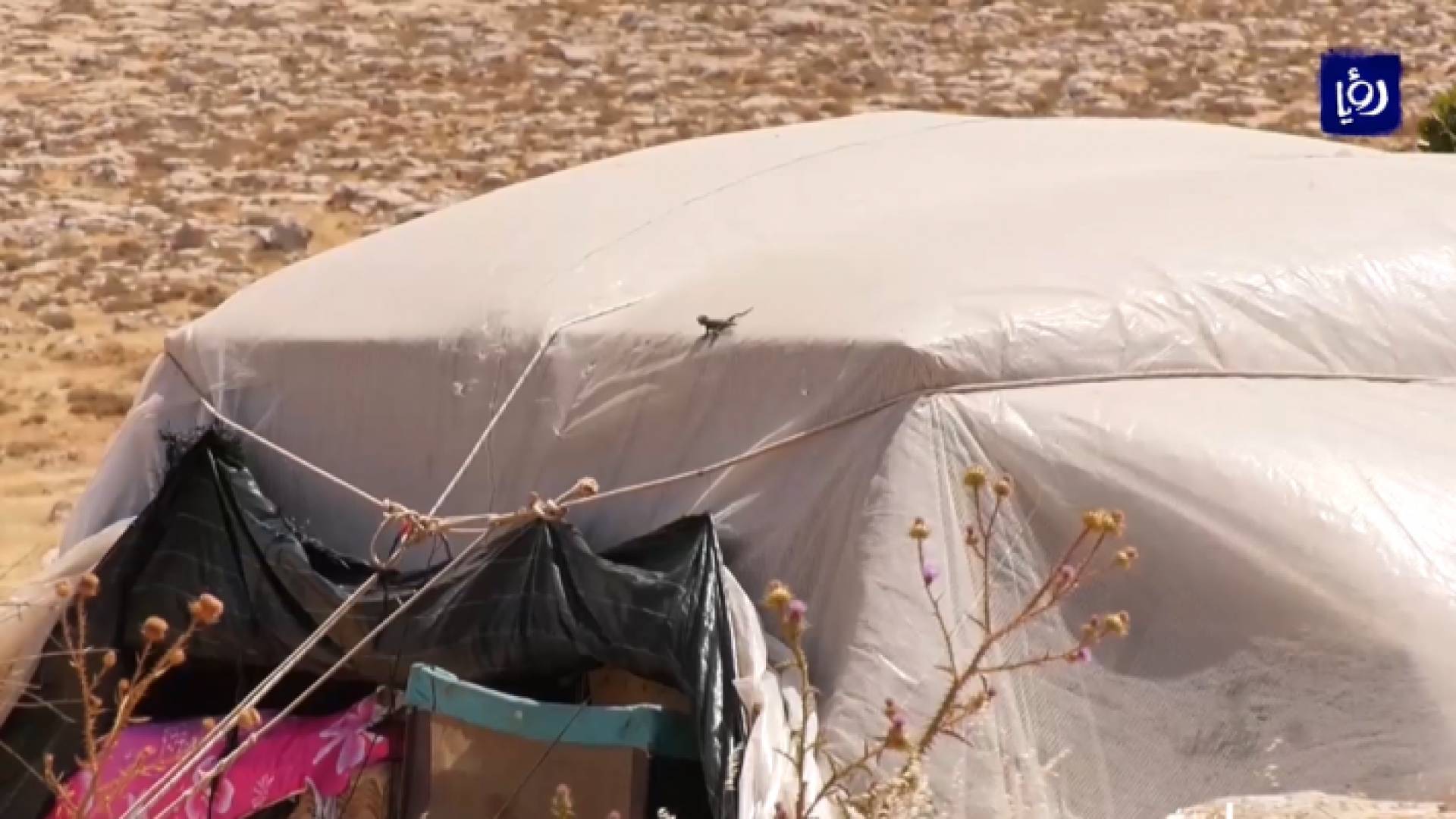 صورة من الفيديو