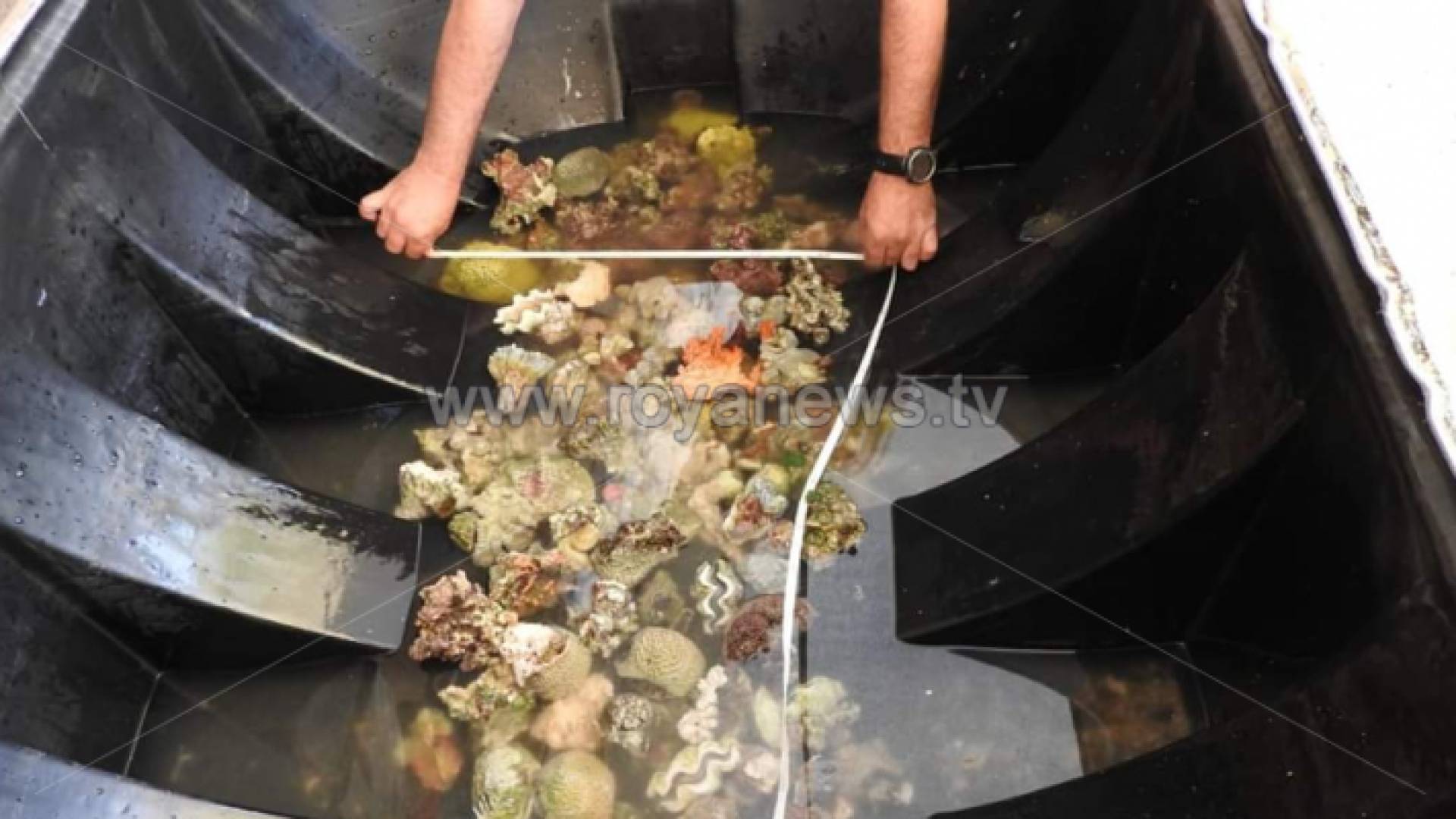 العقبة.. ضبط 90 قطعة مرجان بحوزة مواطن على معبر وادي عربه