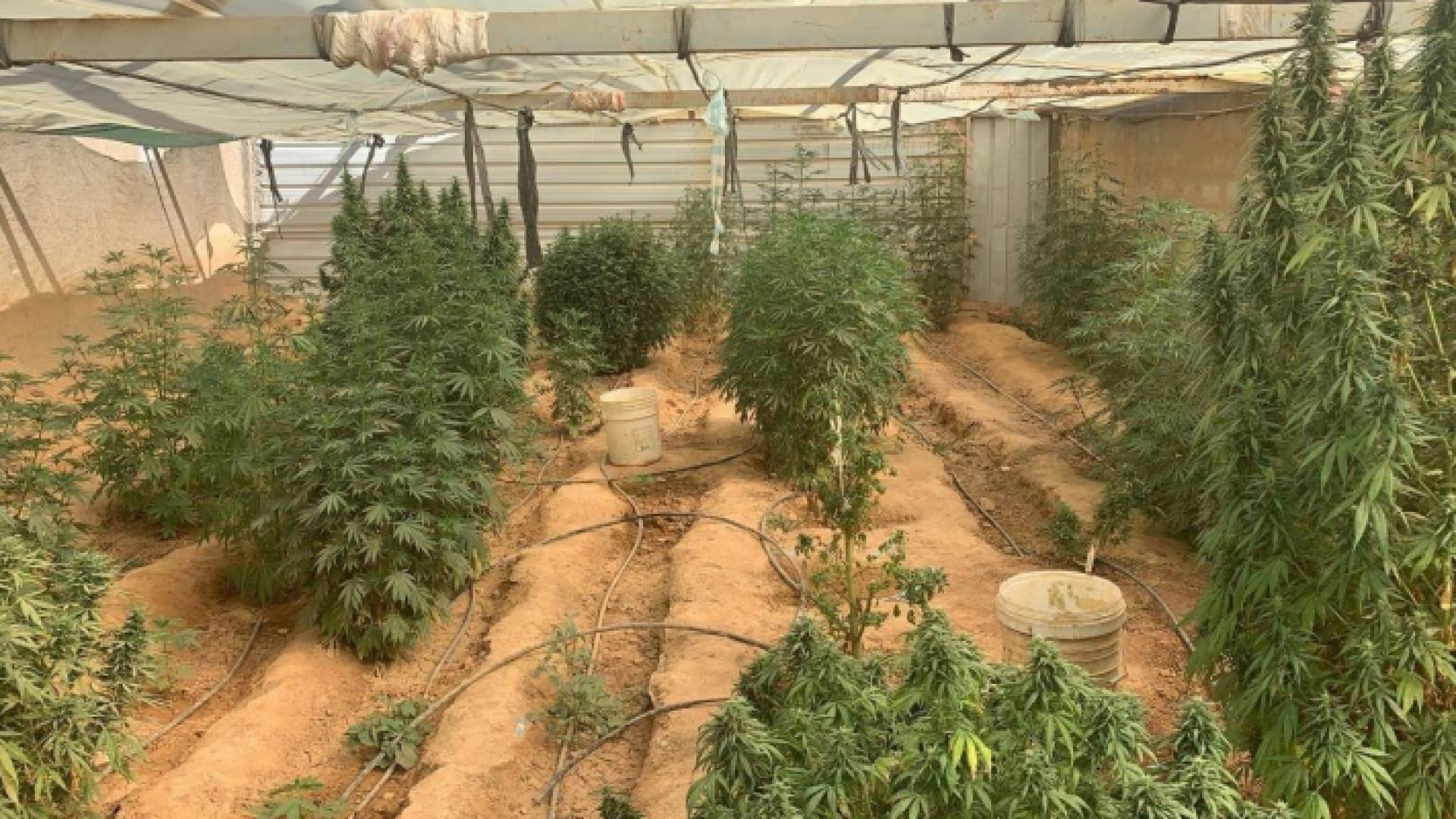 القبض على شخص قام بزراعة أشتال من ماريجوانا في البادية الوسطى