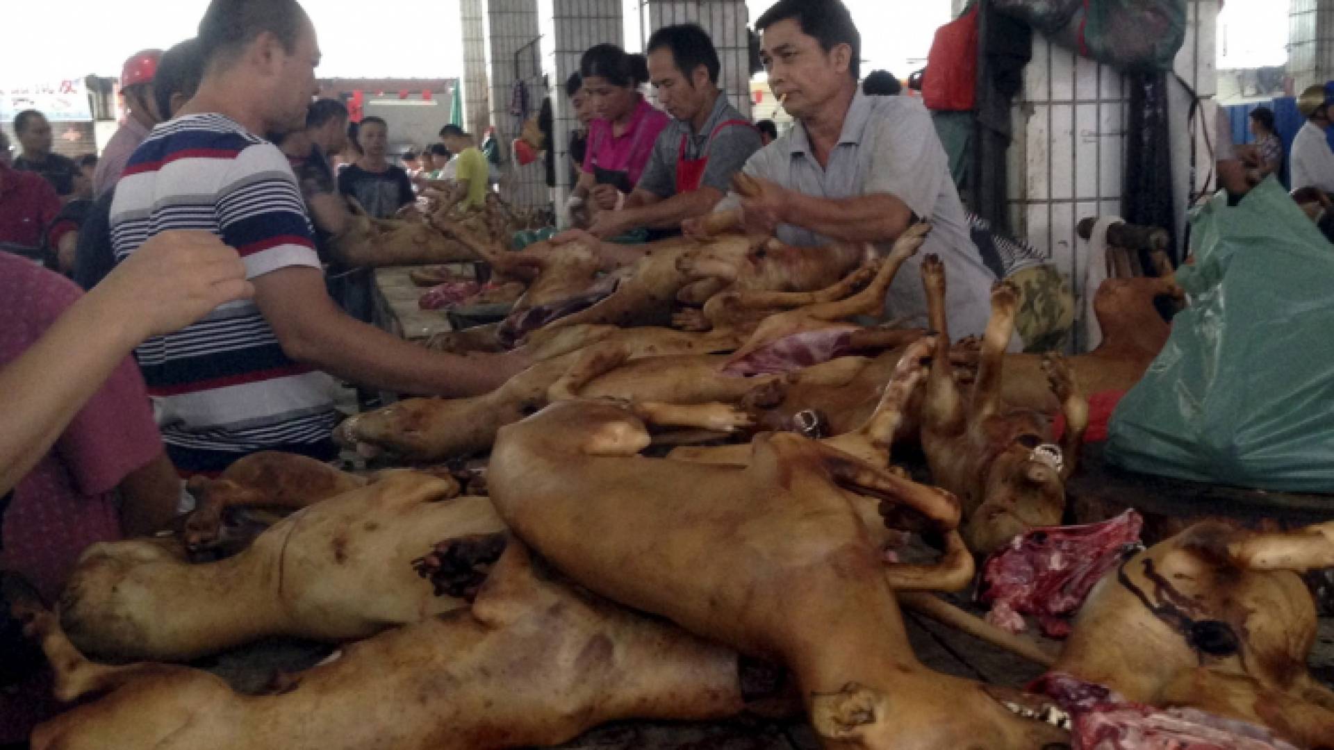 يجري تناول بين عشرة ملايين وعشرين مليون كلب في كل يوم