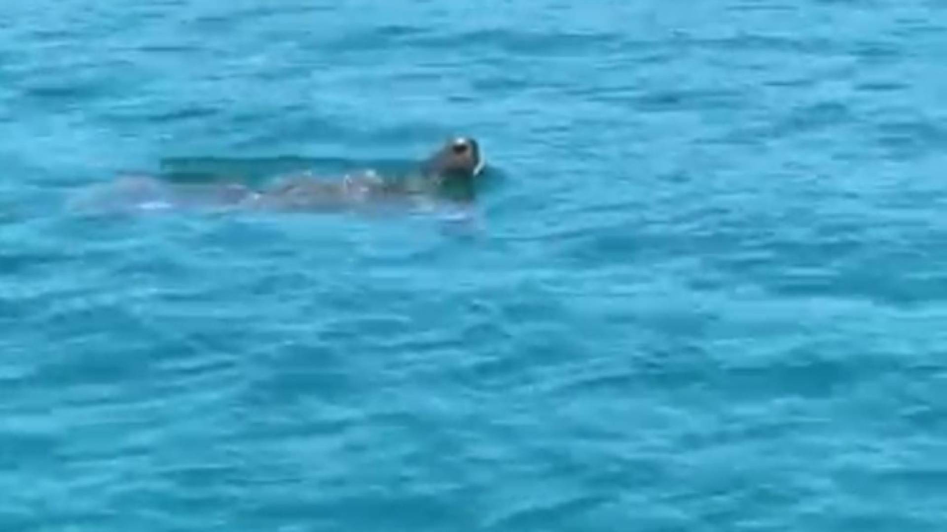 سلاحف زائرة تضيف المزيد من عوامل الجذب لمشروع أيلة في العقبة