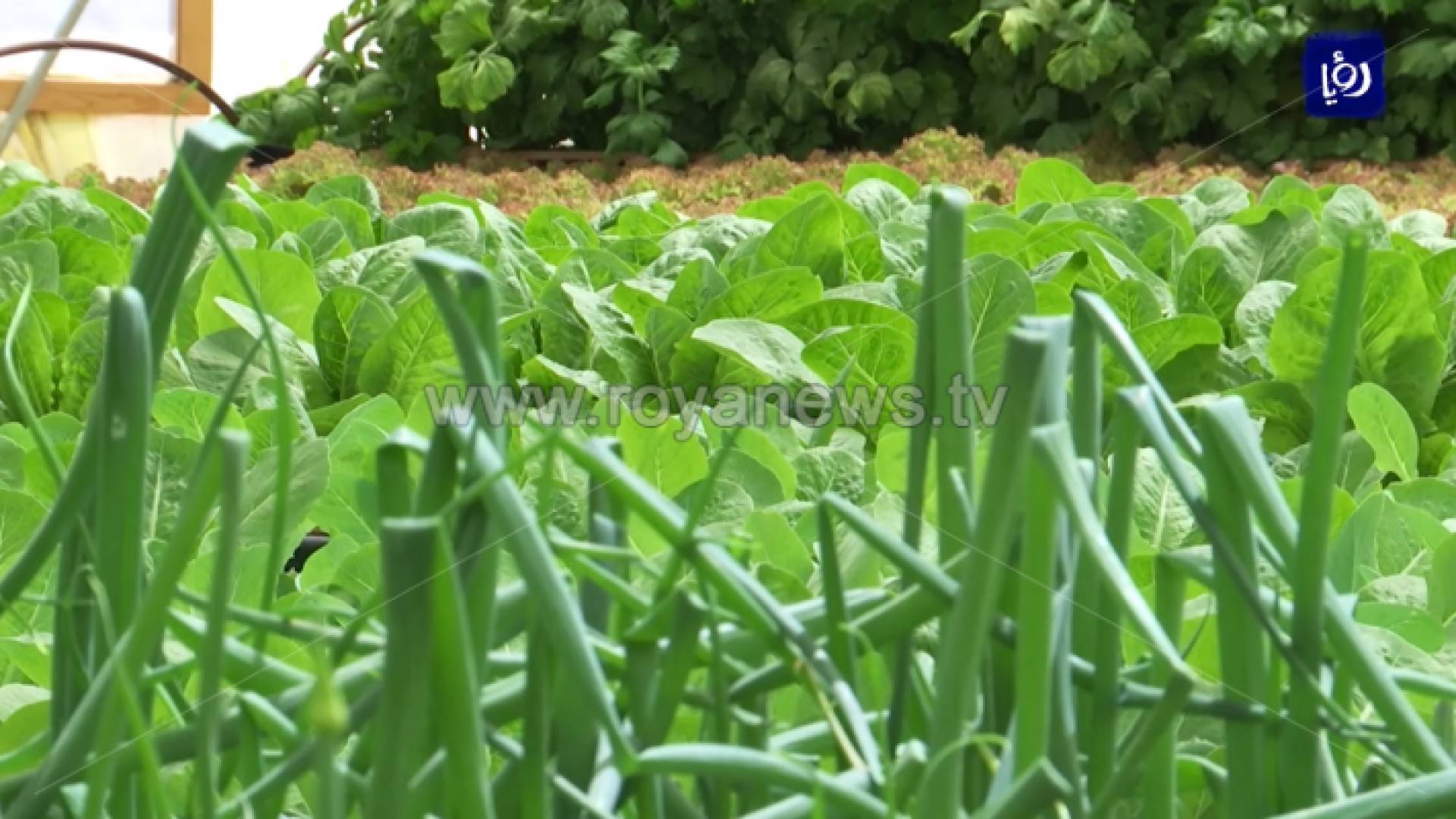 مشاريع ريادية لتشجيع "الزراعة الذكية" في الأردن