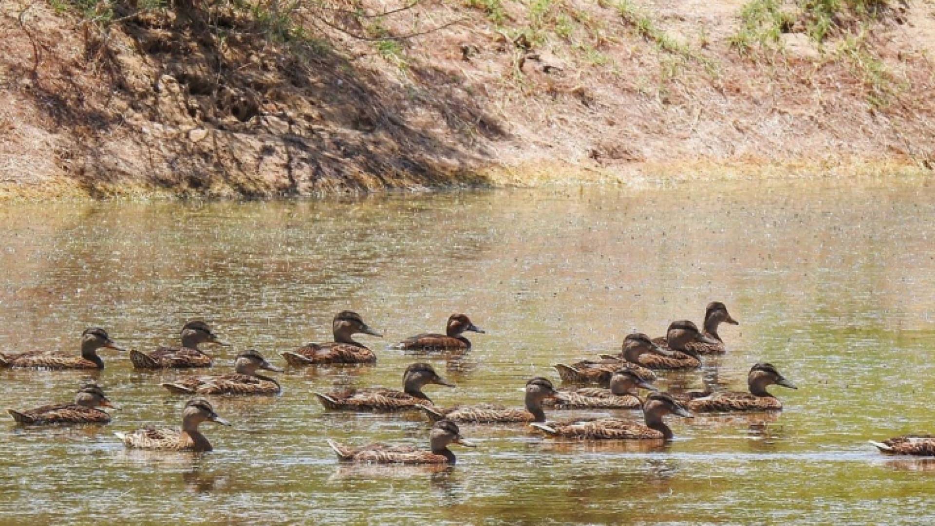 محمية الأزرق المائية