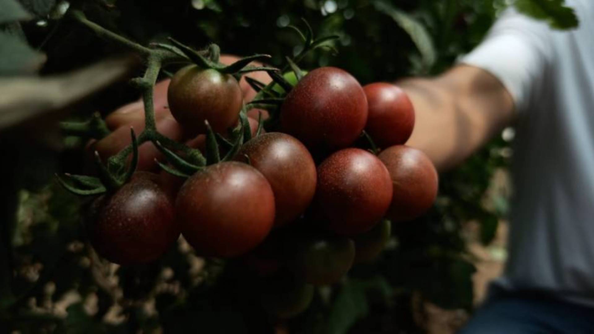 الصورة من وكالة صفا