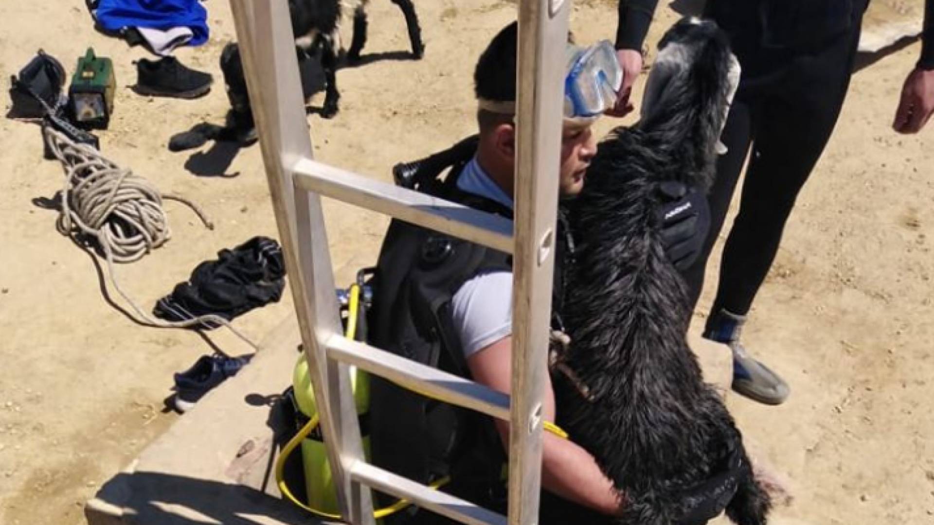 الدفاع مدني ينقذ غنمتين سقطو داخل بئر ماء في منطقة بصيرا