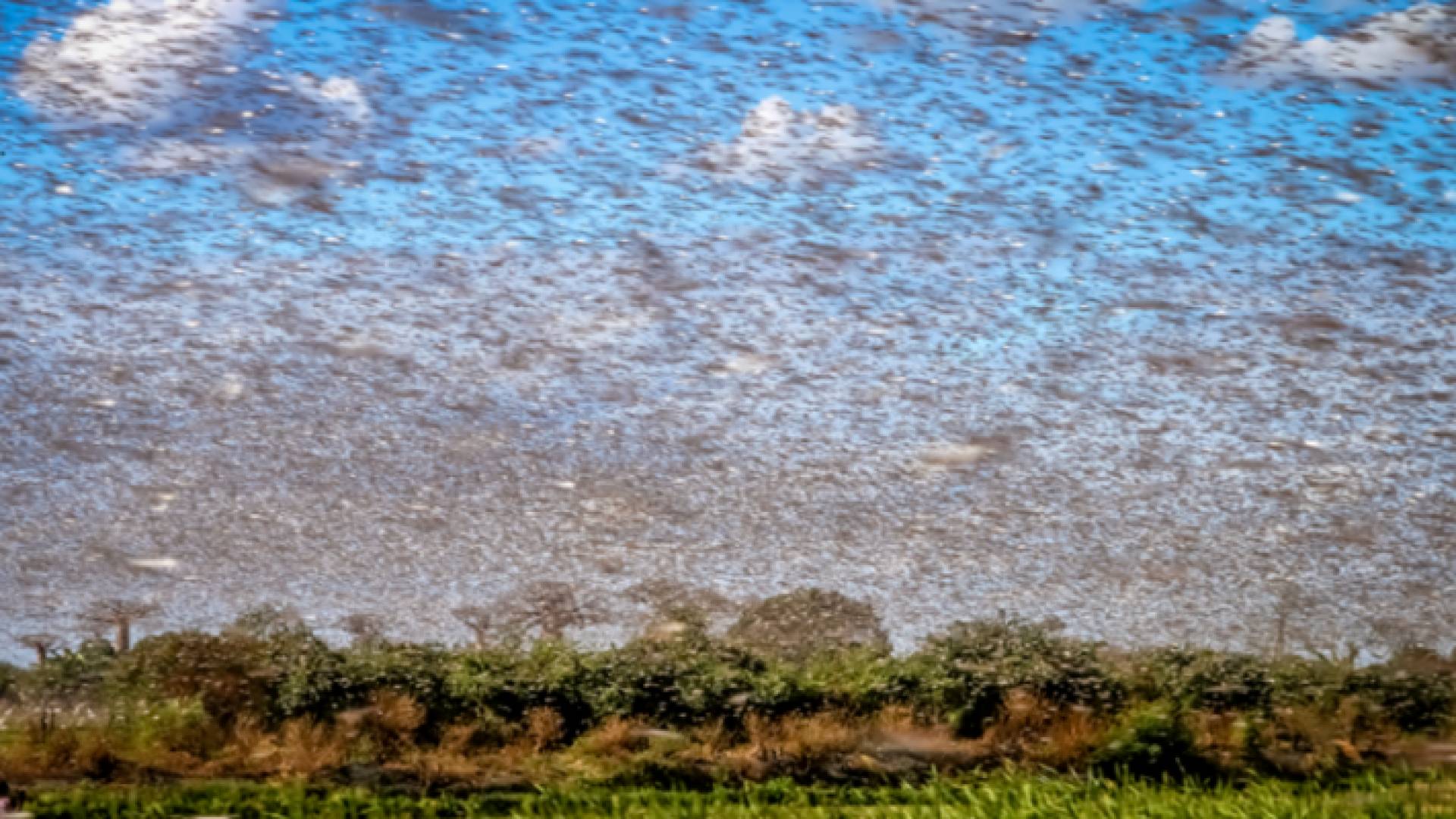 غزو الجراد في شرق إفريقيا يحمل رسالة قد تكون سيئة !