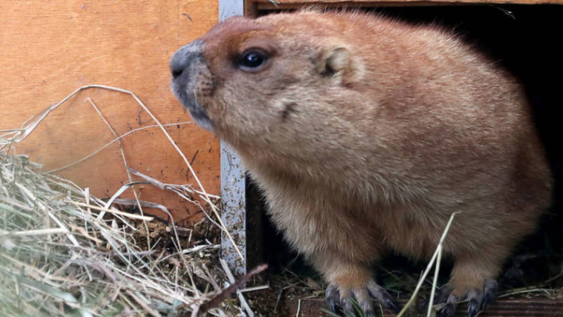 حيوان المرموط