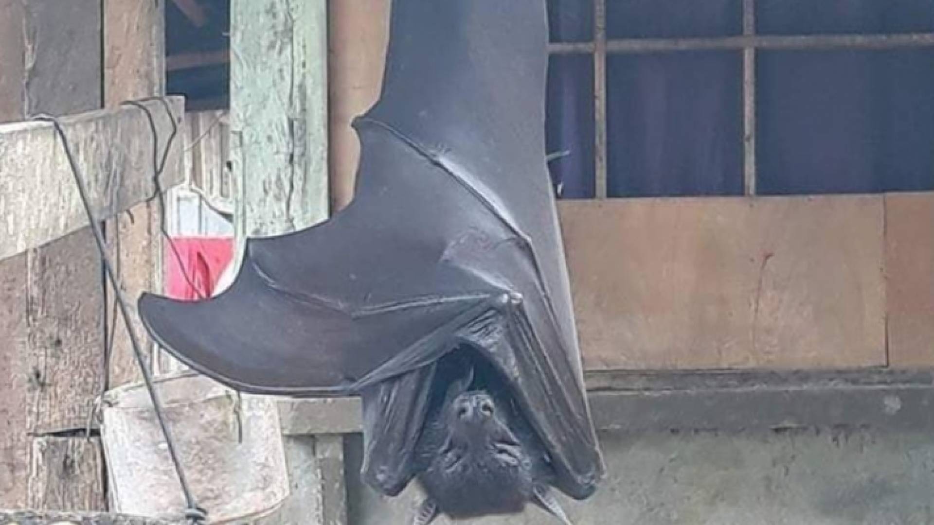 الخفاش اثار الرعب في مواقع التواصل