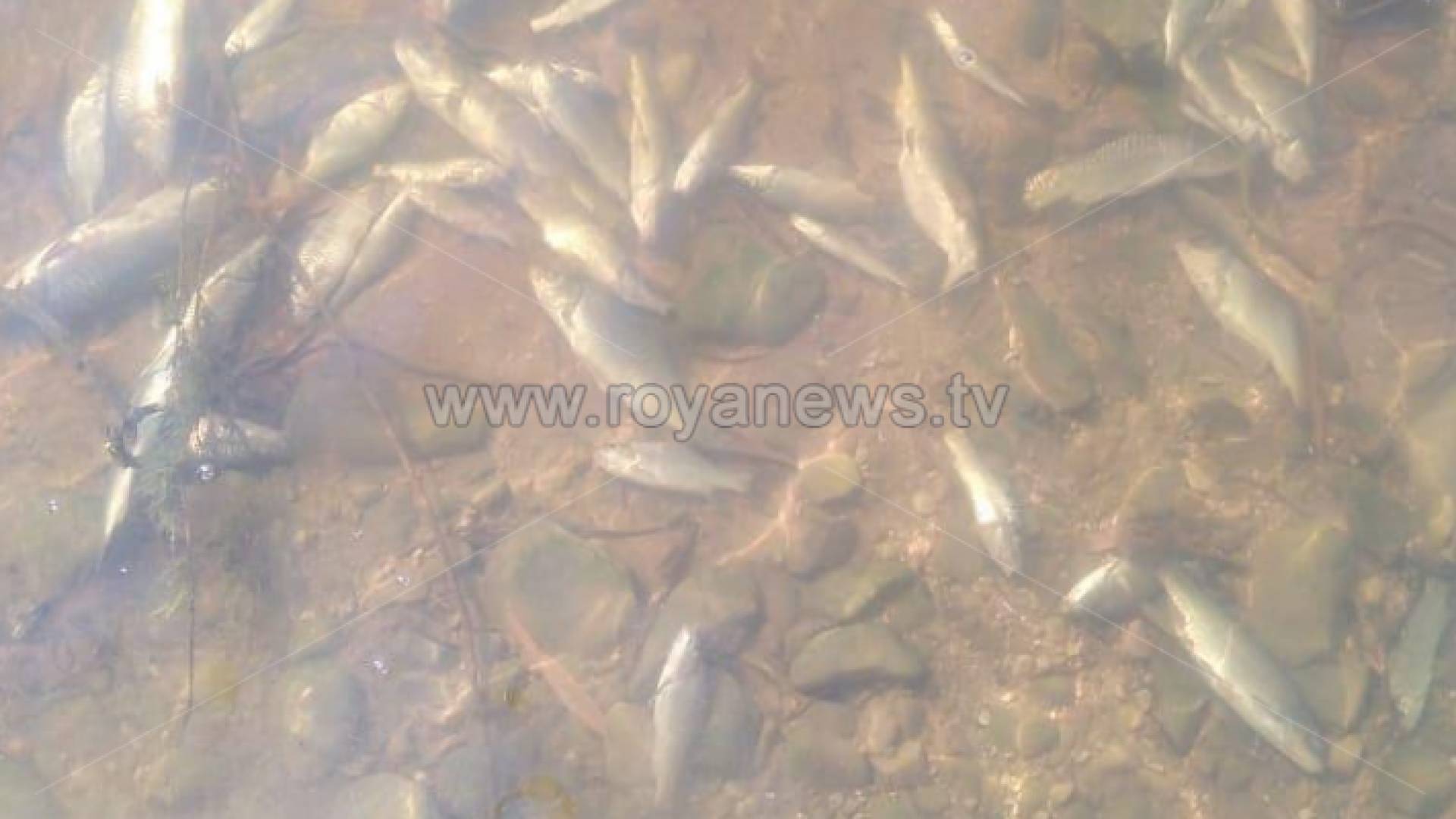 أسماك نافقة في سيل الزرقاء وتحذير من تناولها