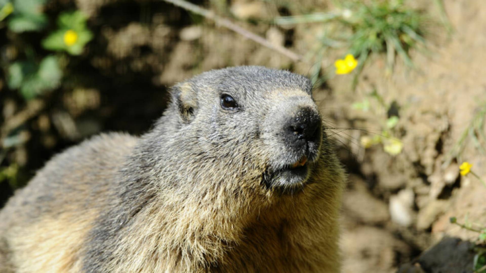 حيوان المرموط