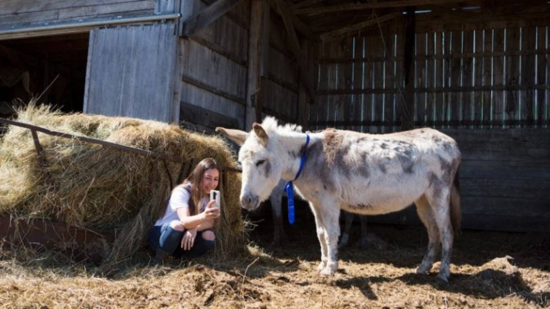 أنثى حمار في إحدى الدول تصبح نجمة ووسيلة لجمع الأموال