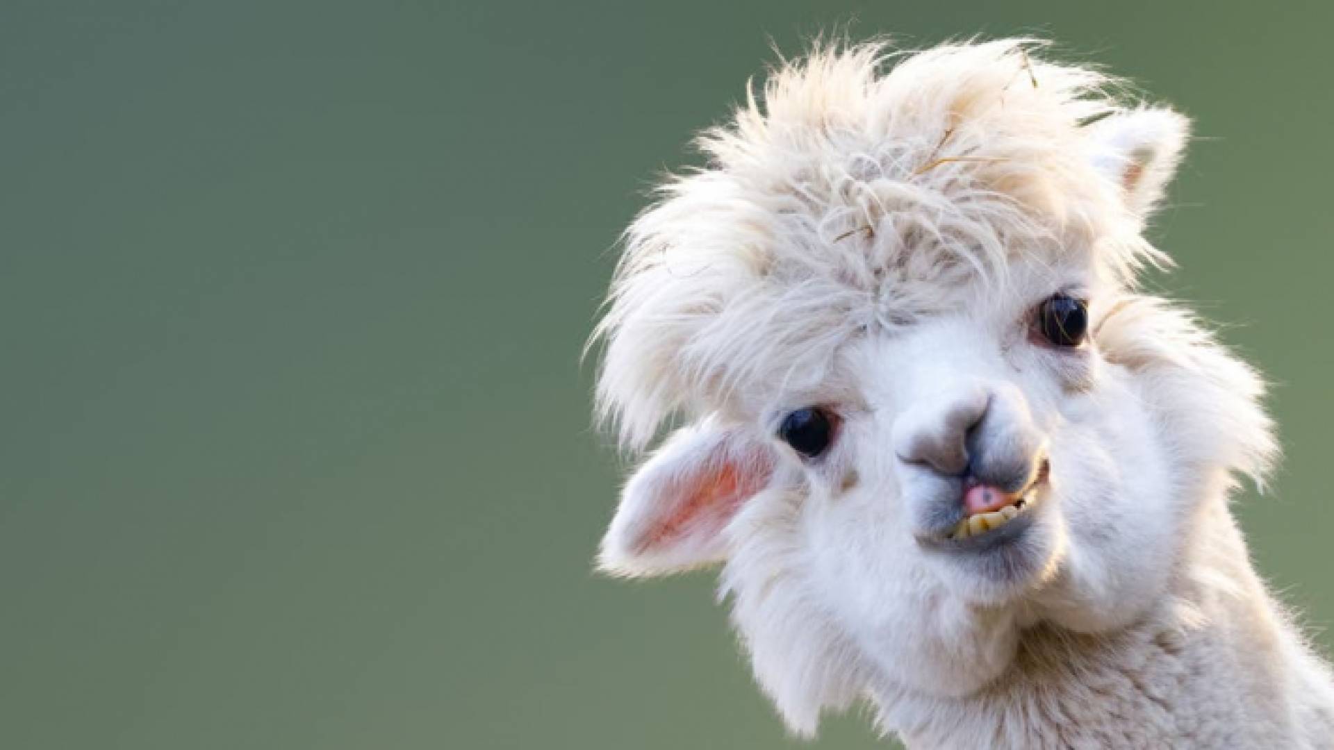 حيوان اللاما