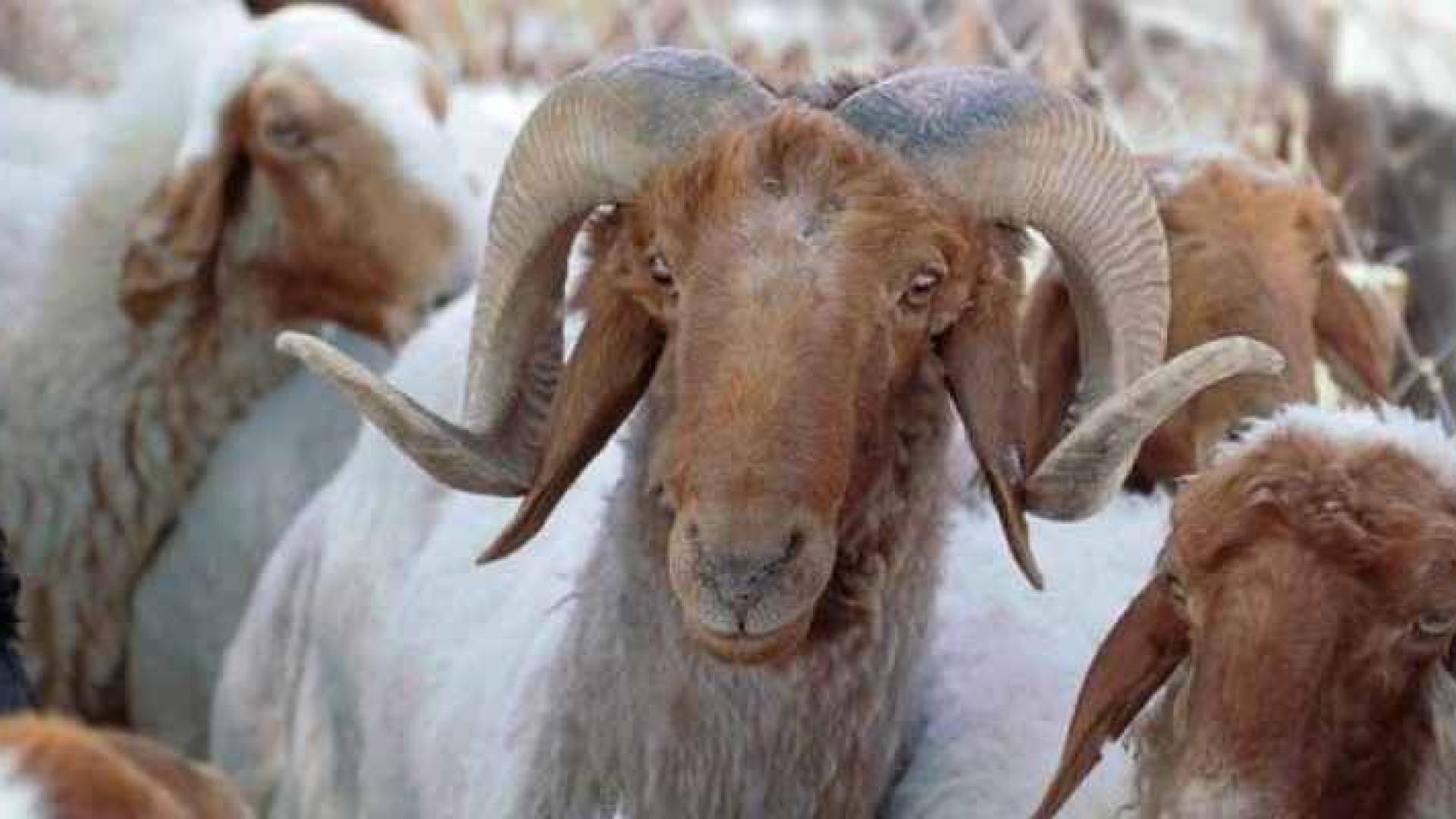 الإفتاء: يستحبّ الإمساك عن قصّ الشعر والأظافر للمضحي