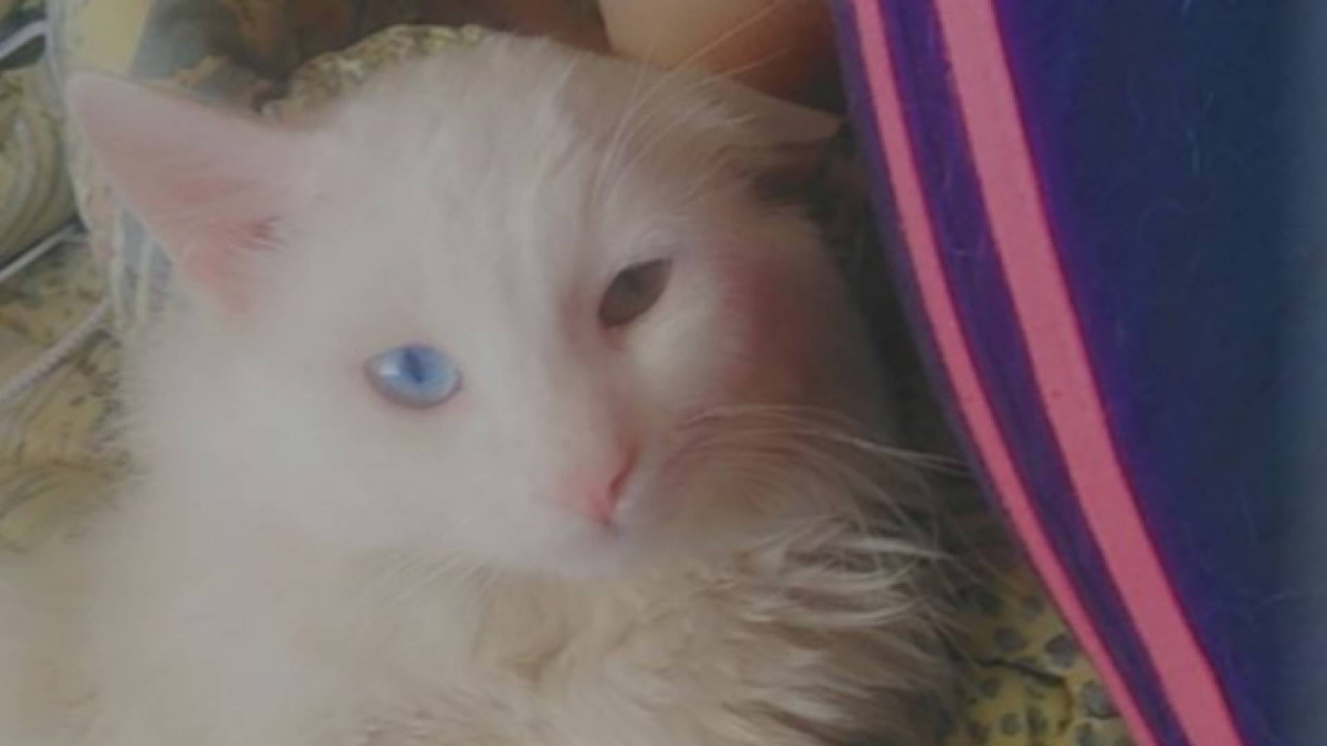 صورة القط ألكس