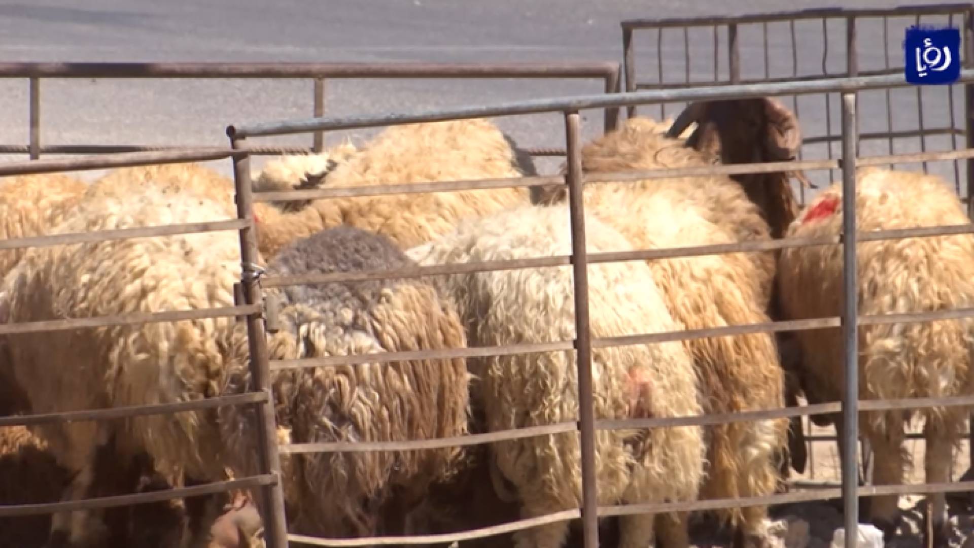 صورة من الفيديو