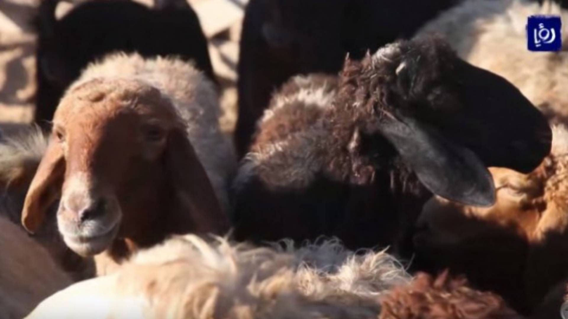 "الزراعة ": 450 ألف رأس من الأغنام مستوفية لشروط الاضحية في الأردن