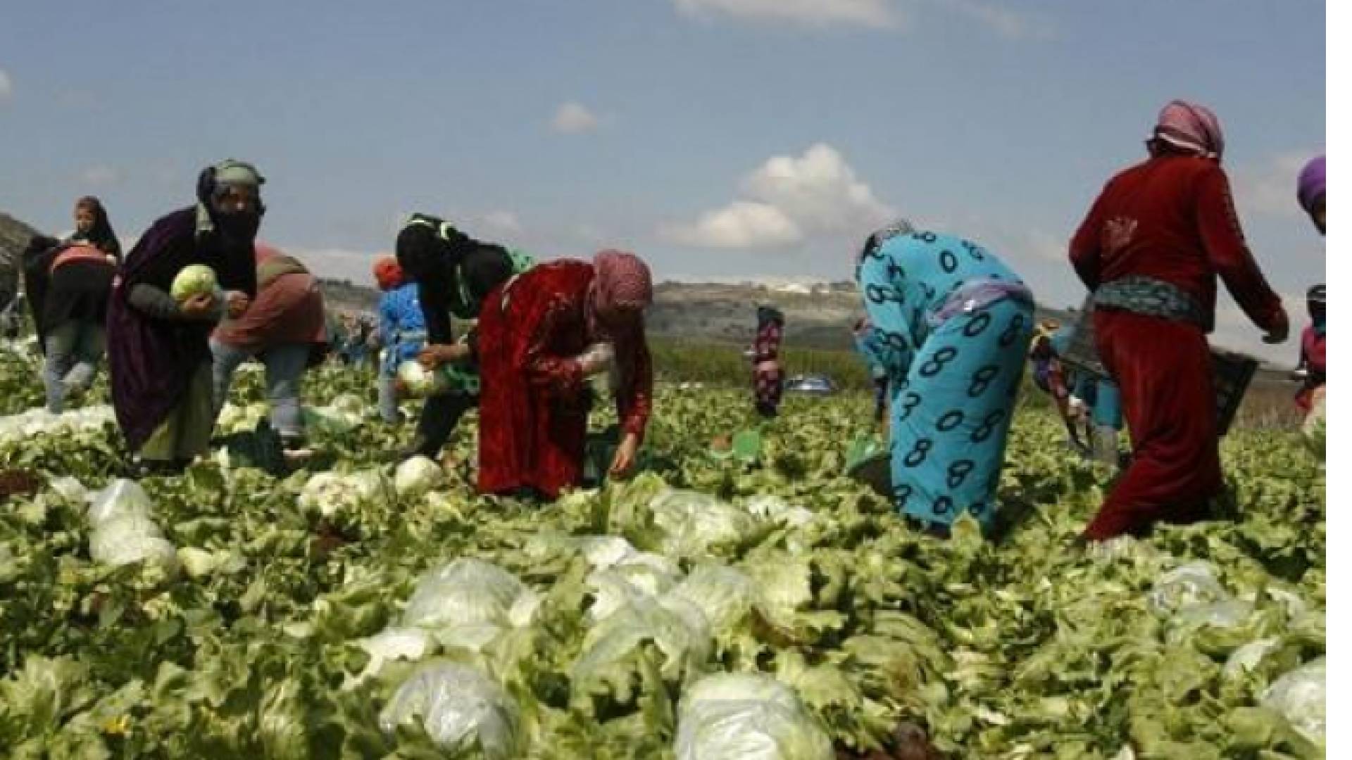 عاملون في الزراعة - ارشيف