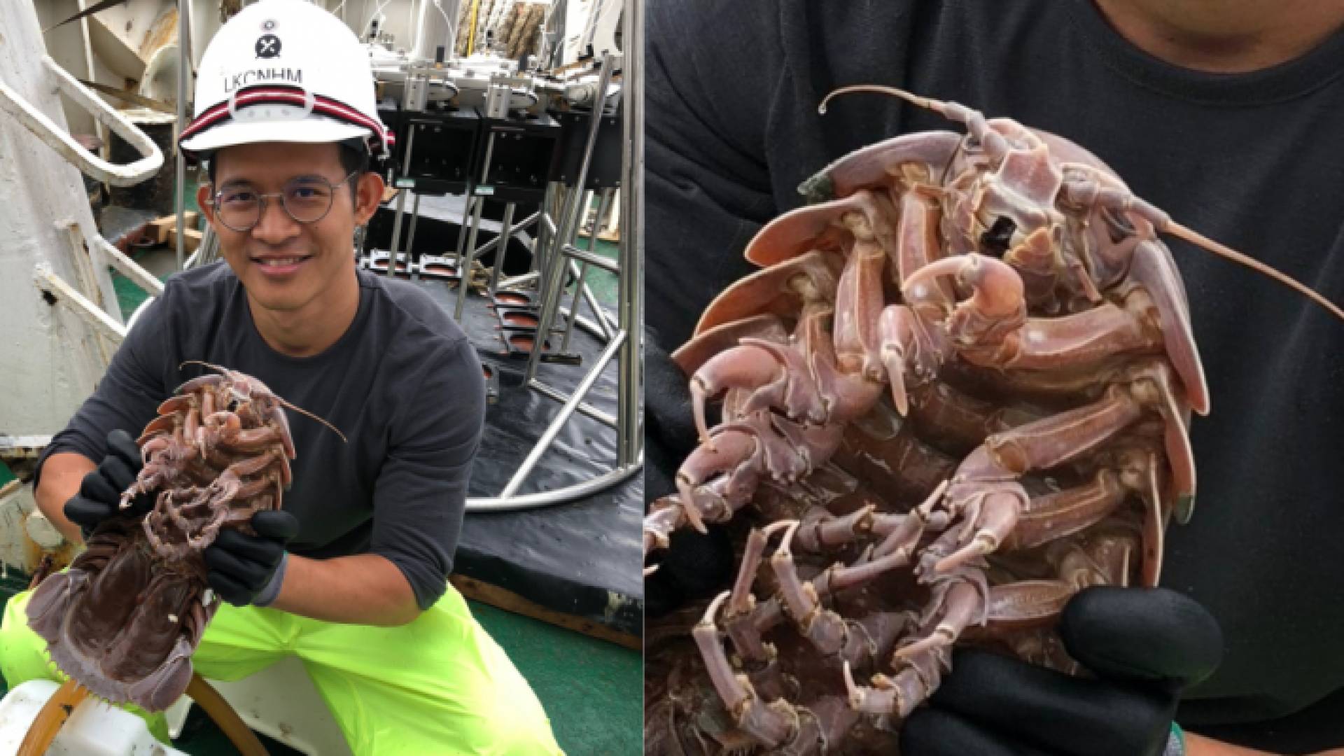 يعتبر واحدا "من أكبر القشريات التي تعيش في أعماق البحار