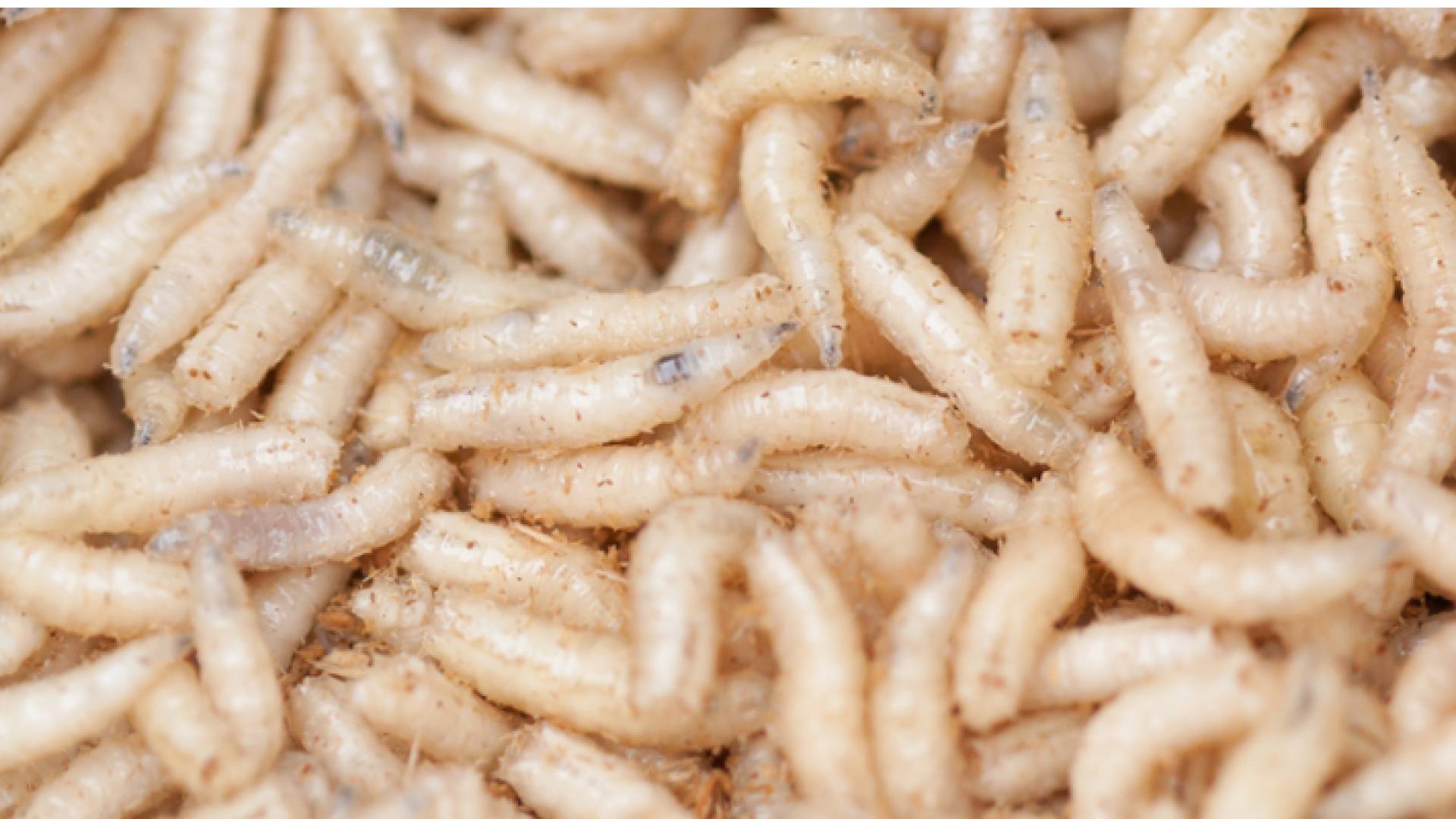 الصورة أرشيفية