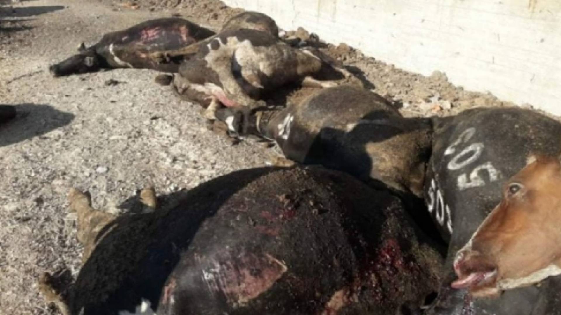 من موقع الجريمة