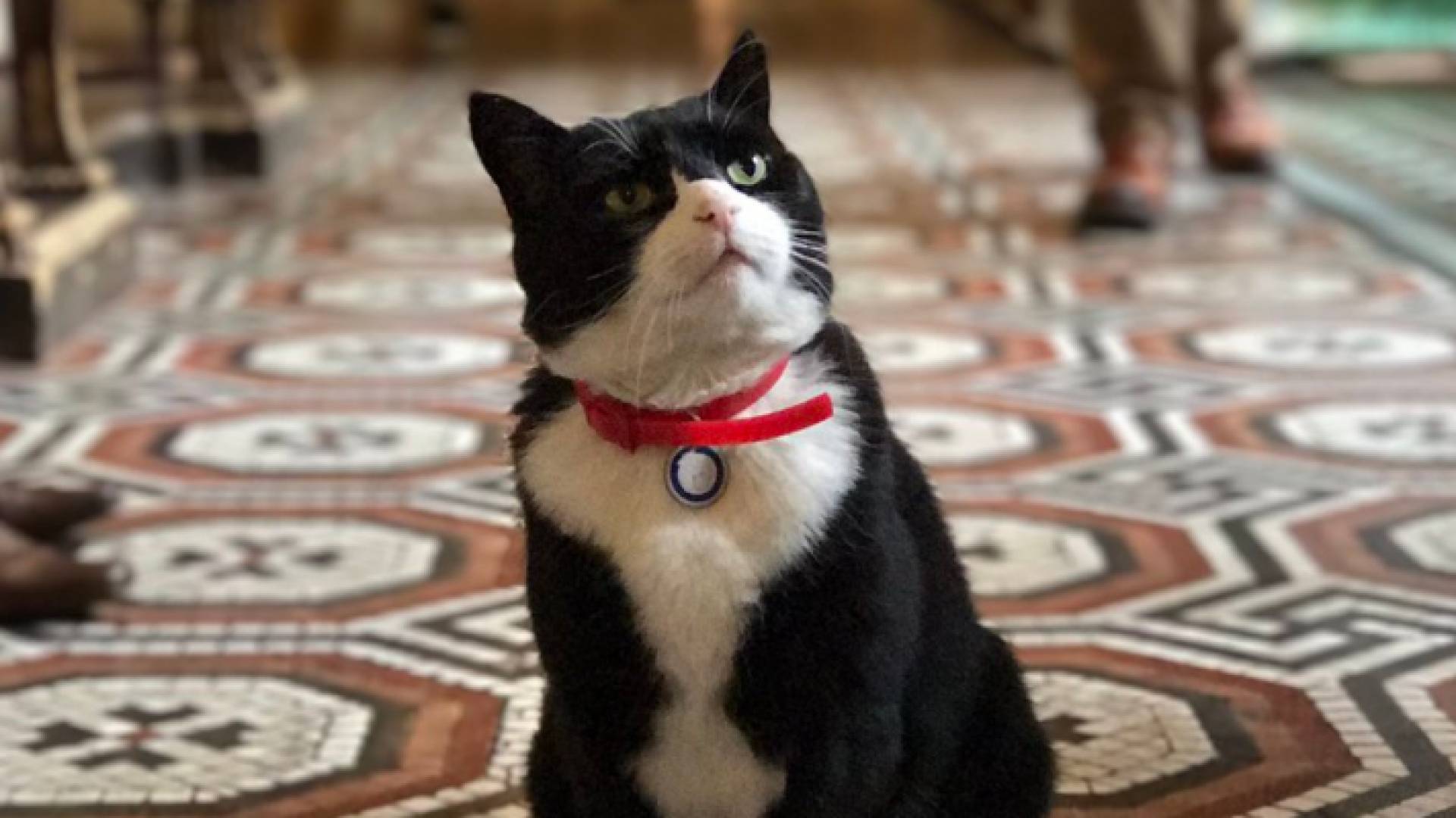 قط وزارة الخارجية البريطانية الشهير بالمرستون