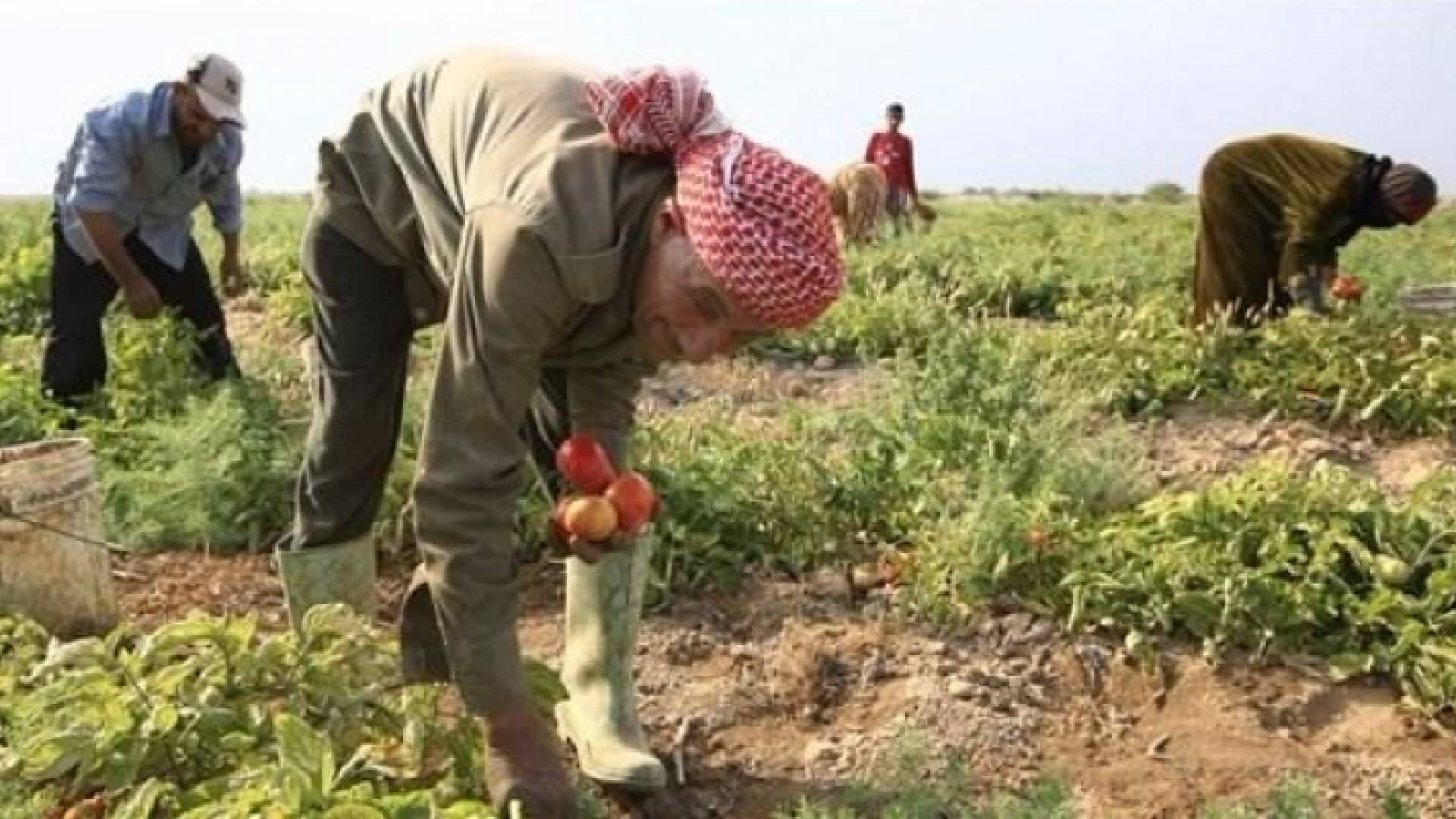 مزارع اردني