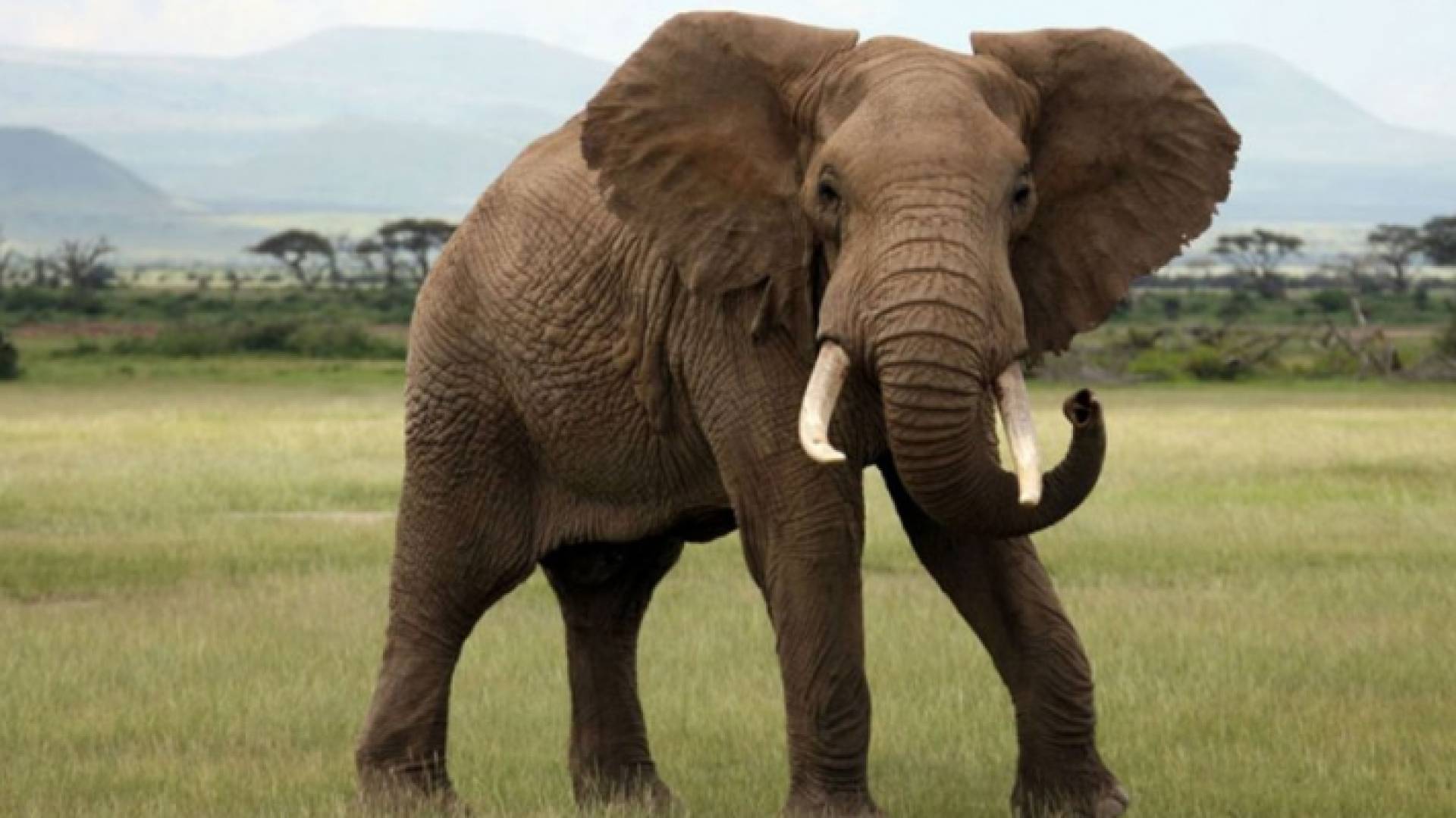 فيل - ارشيفية