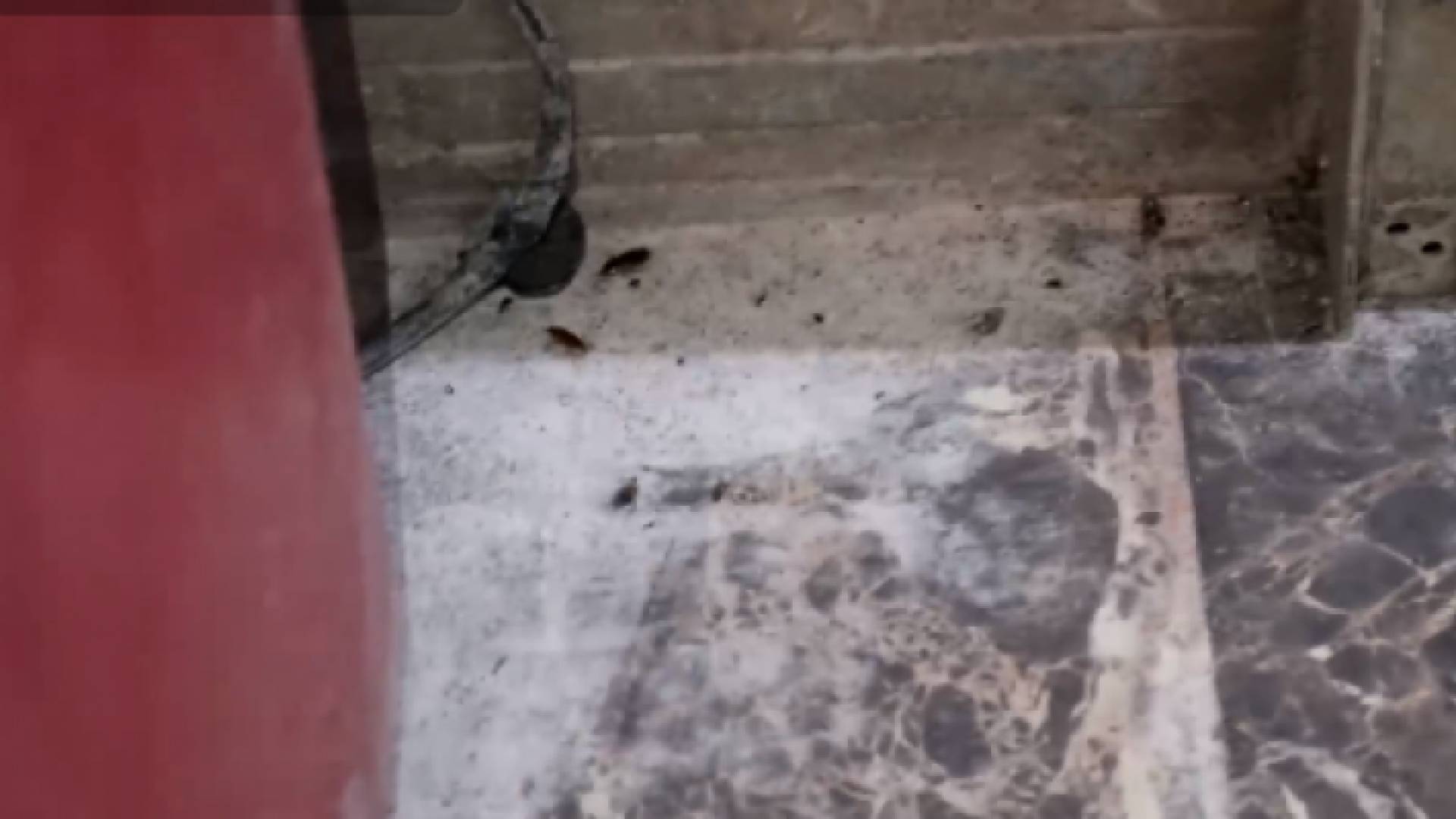 صراصير ومخلفات فئران في مخبز بالقويسمة