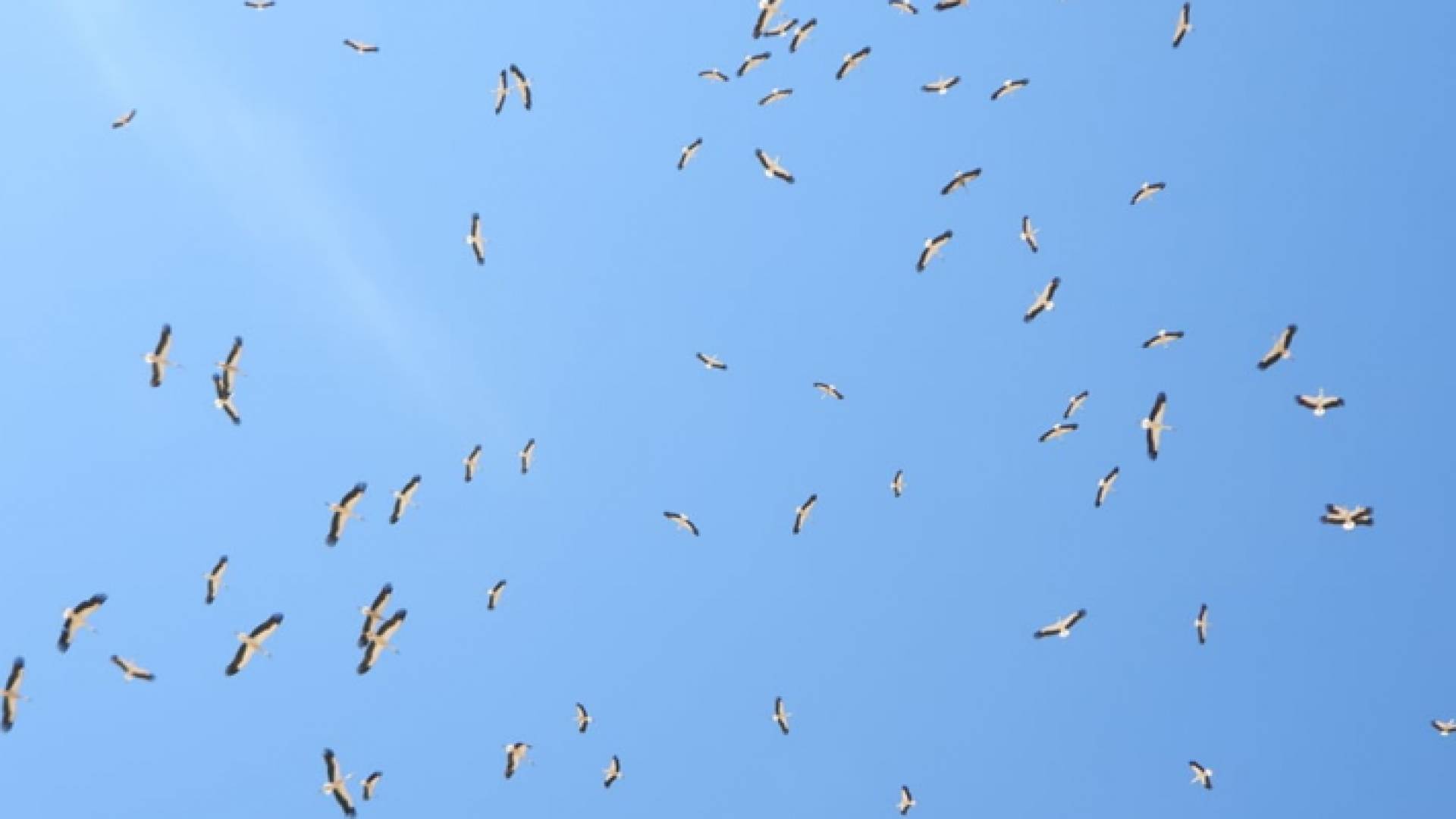 طيور مهاجرة في سماء الاردن