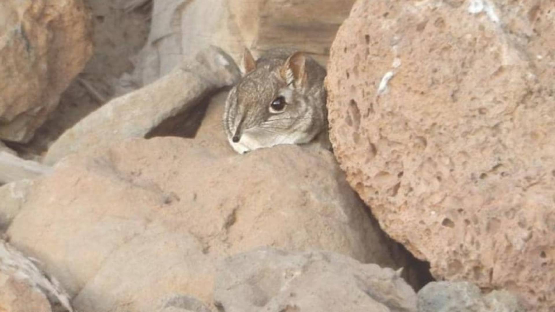 حيوان السينجي الصومالي