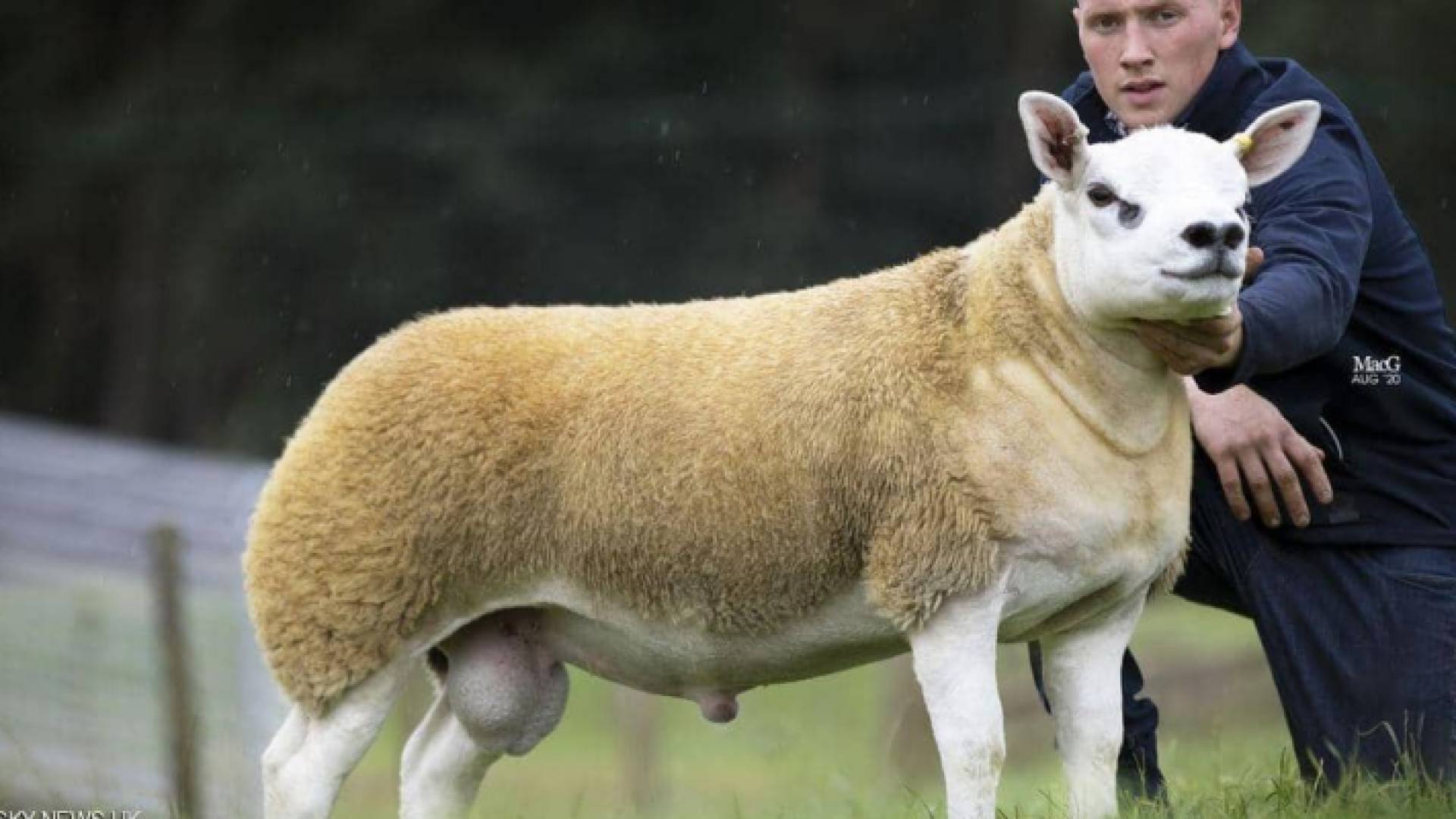 الخروف يبلغ من العمر 6 أشهر