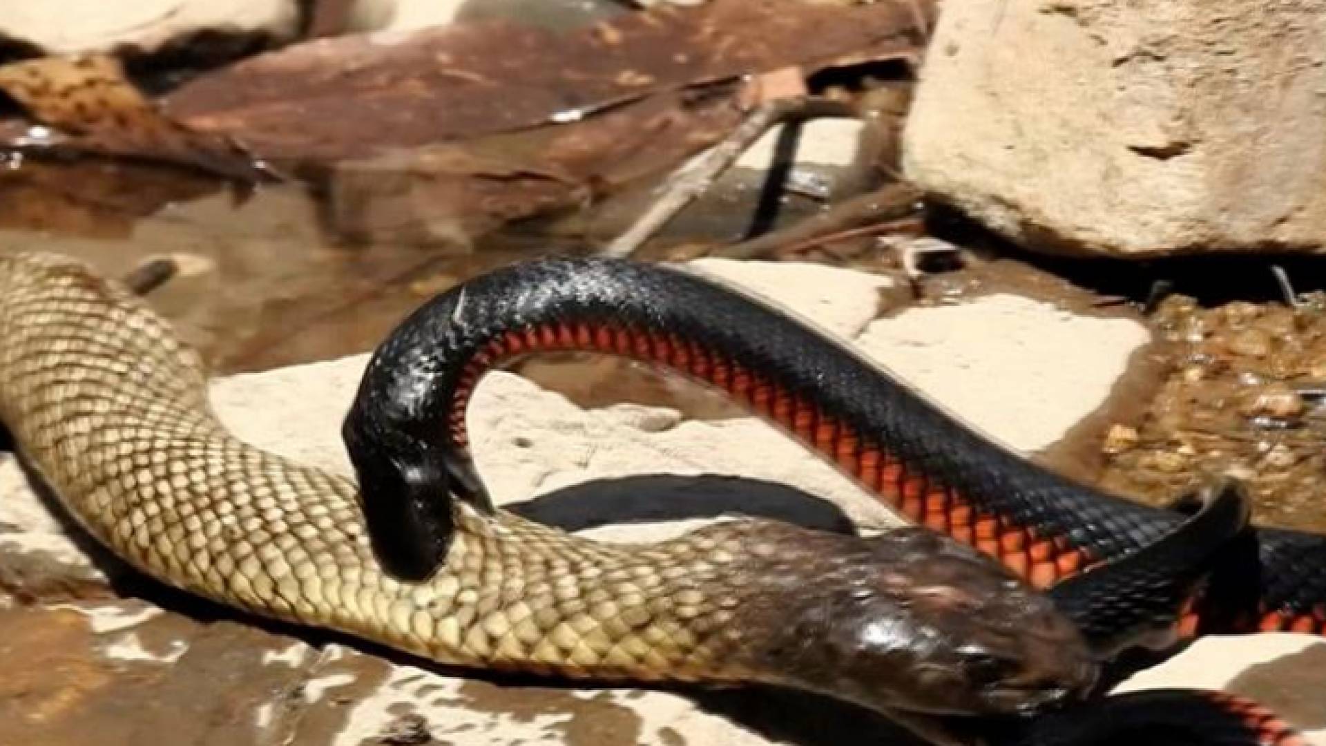 بلغ طول أحد الثعبانين 2.8 متر والآخر 2.5،