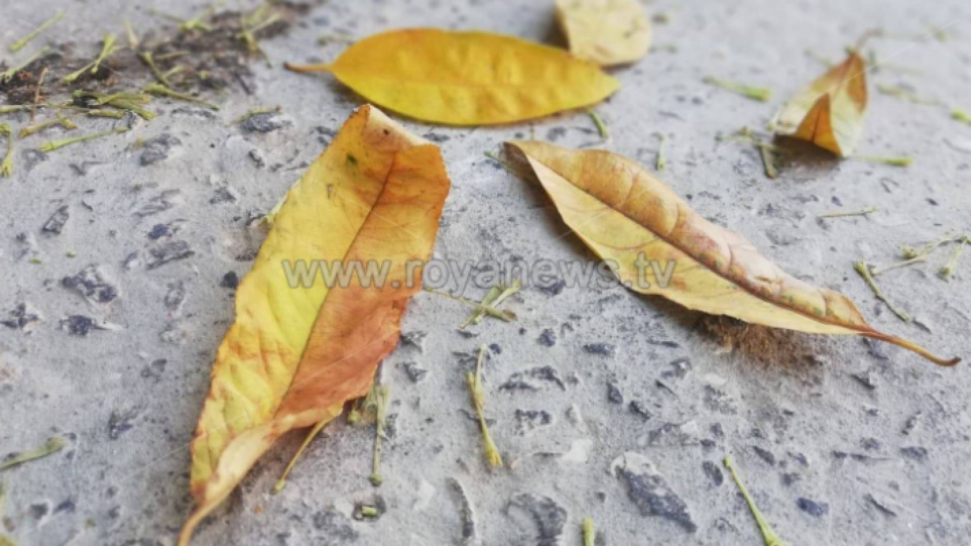 الصورة أرشيفية