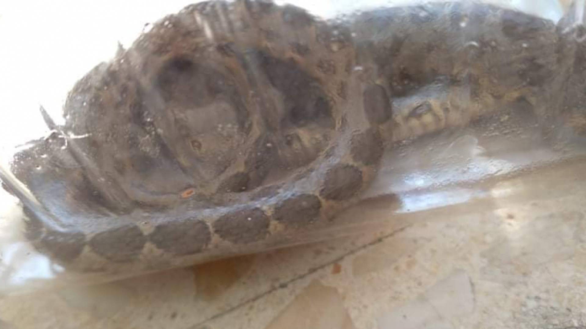 صورة الافعى