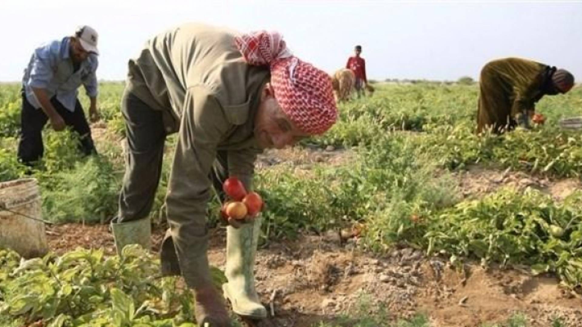 مزارع اردني