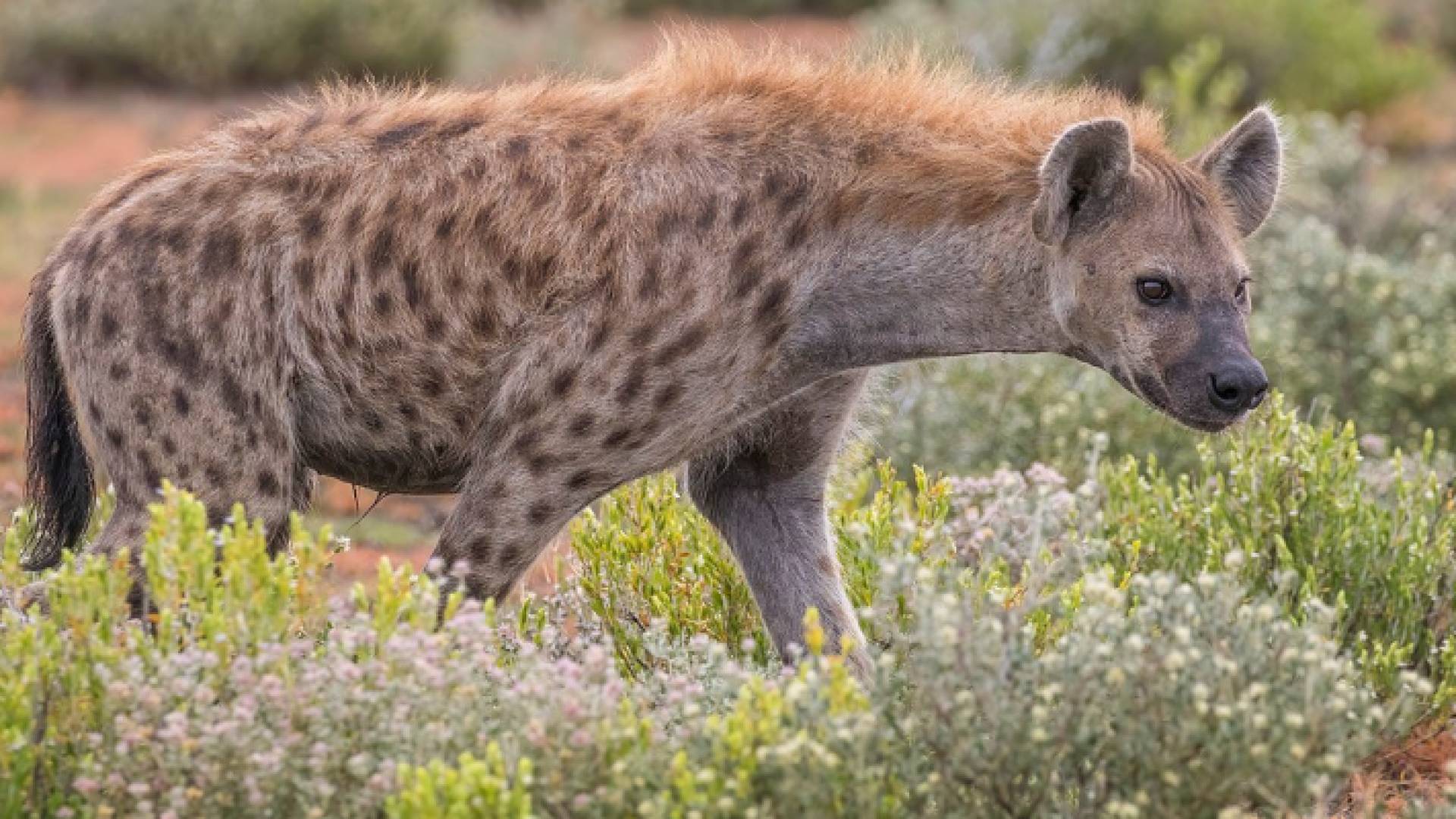 الضبع من الحيوانات المفترسة