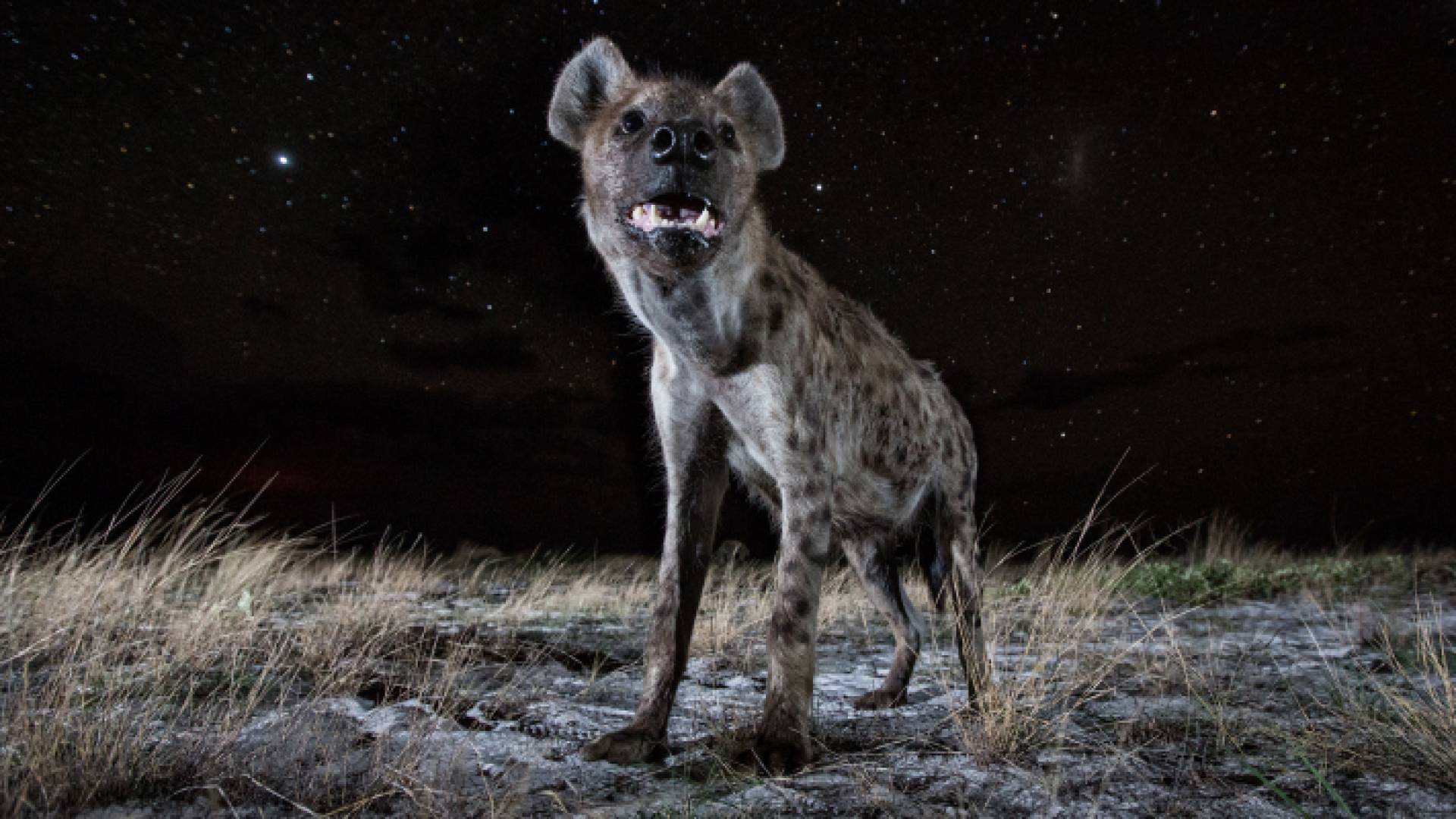 تعتبر الضباع من الحيوانات القليلة او النادرة التي لها قدرة على مواجهة الأسود
