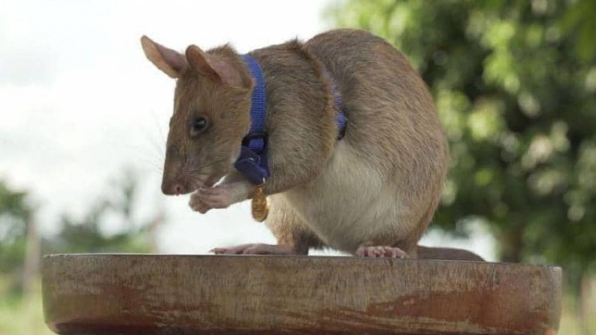 الفأر ماغوا