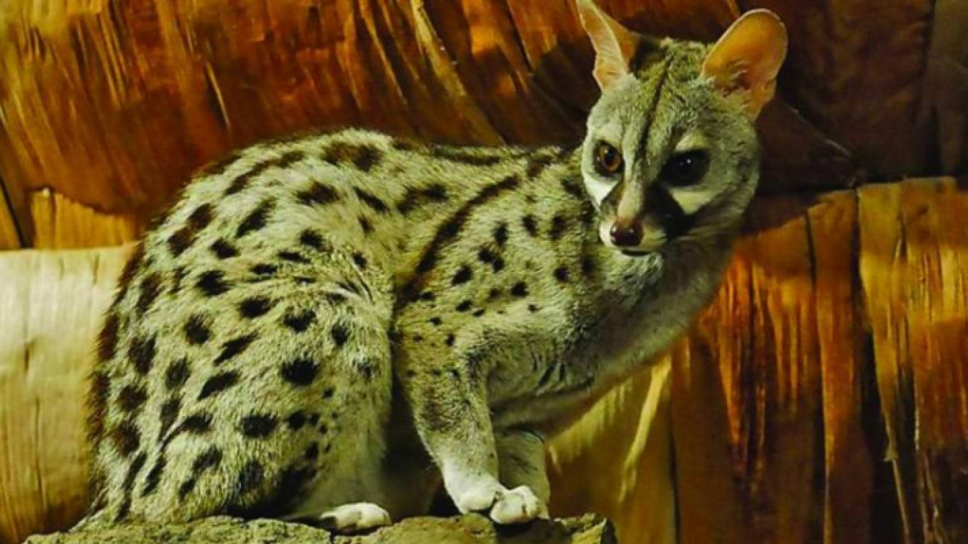 حيوان الرباح الخجول يظهر مجددا في الجزائر