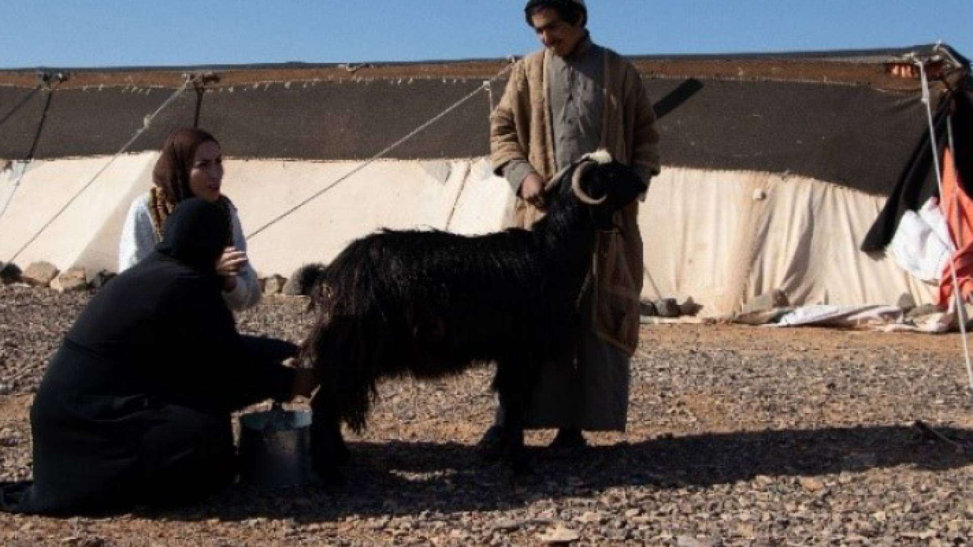 "الشومري" سياحة بيئية وتجريبية بين قطعان المها العربي