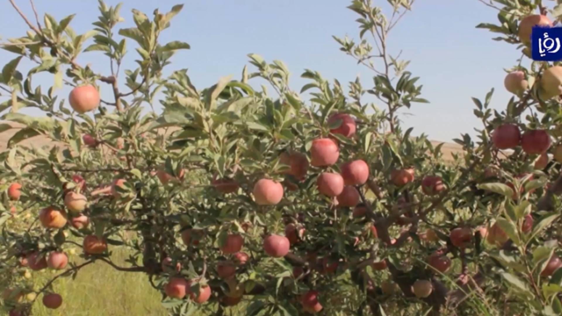 أول مصنع لإنتاج خل التفاح الطبيعي تديره مجموعة نساء جمعية سيدات الشوبك الخيرية