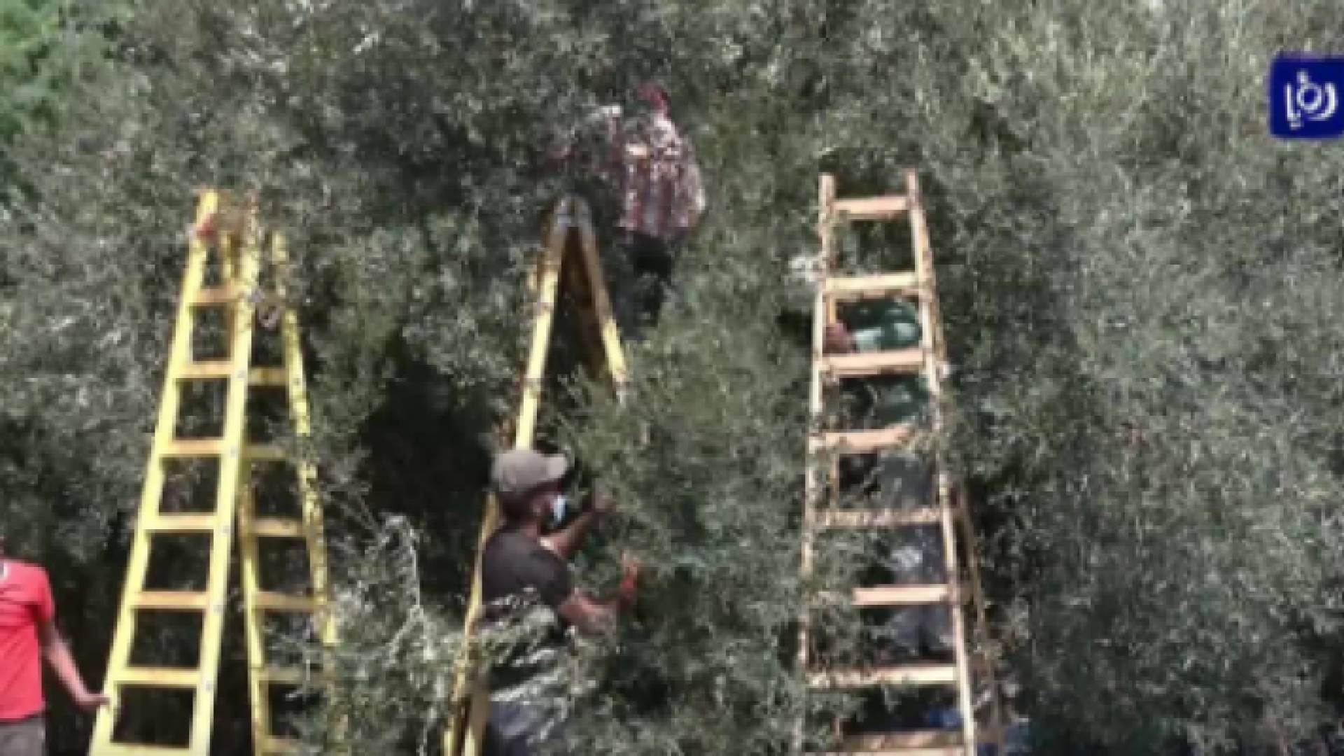 في موسم الزيتون.. الاحتلال يضع العراقيل أمام المزارعين في قطاع غزة