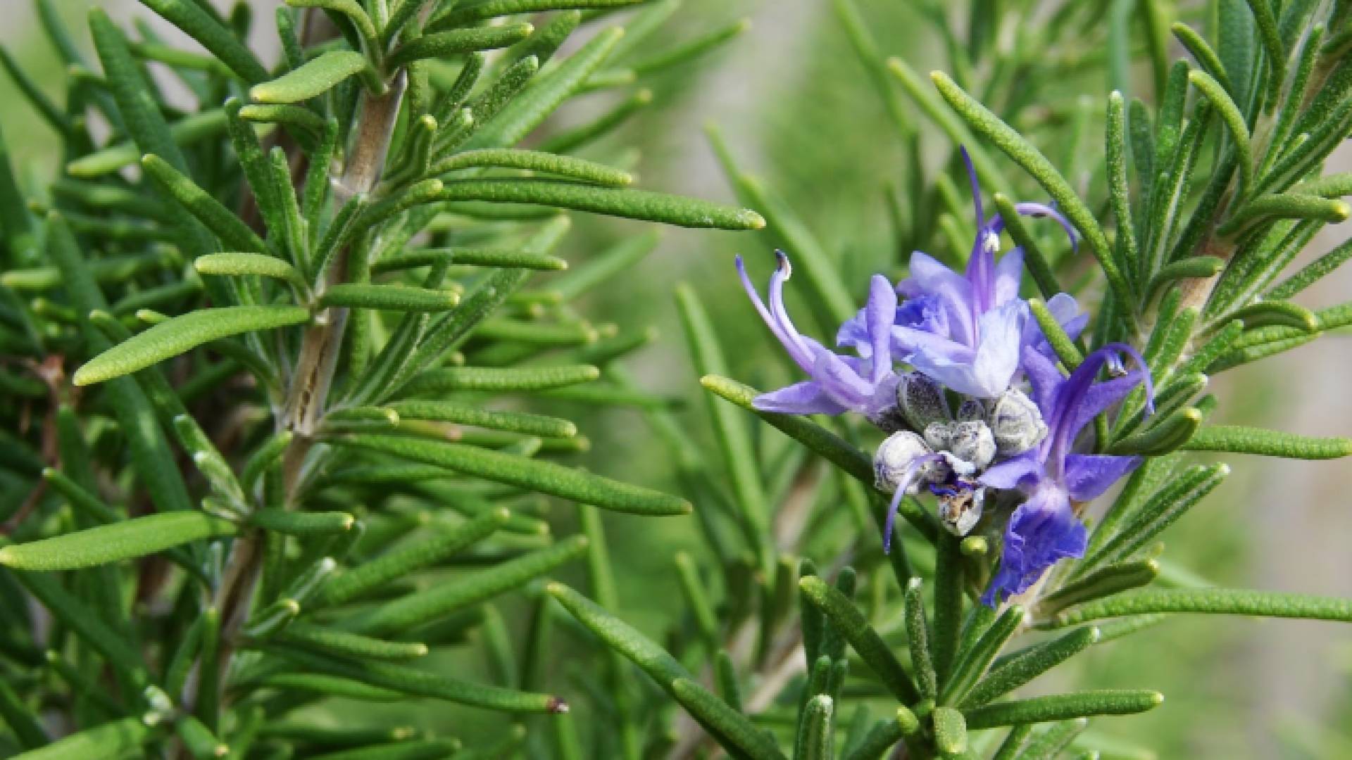 عشبة "حصا البان"