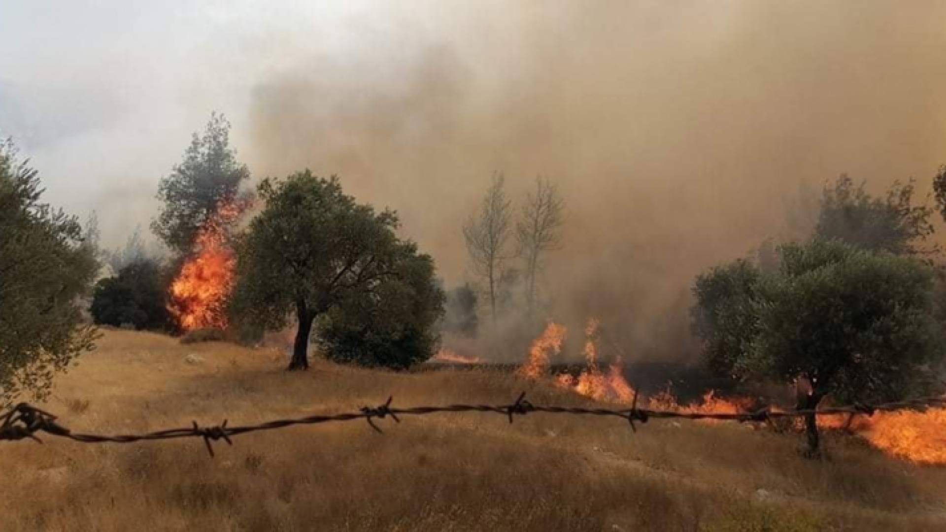 اخماد حرائق أشجار حرجية ومثمرة في عجلون